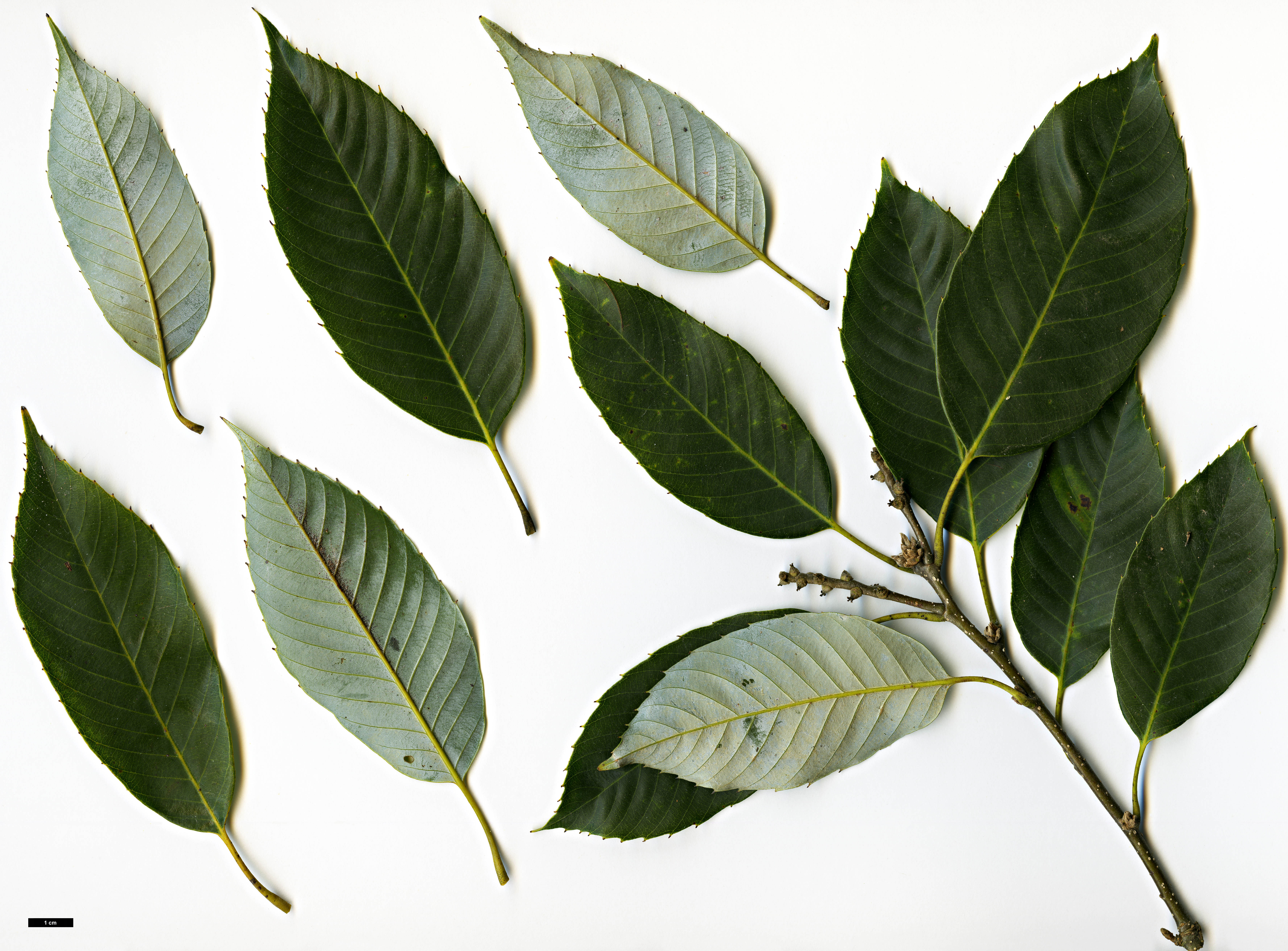 High resolution image: Family: Fagaceae - Genus: Quercus - Taxon: ciliaris