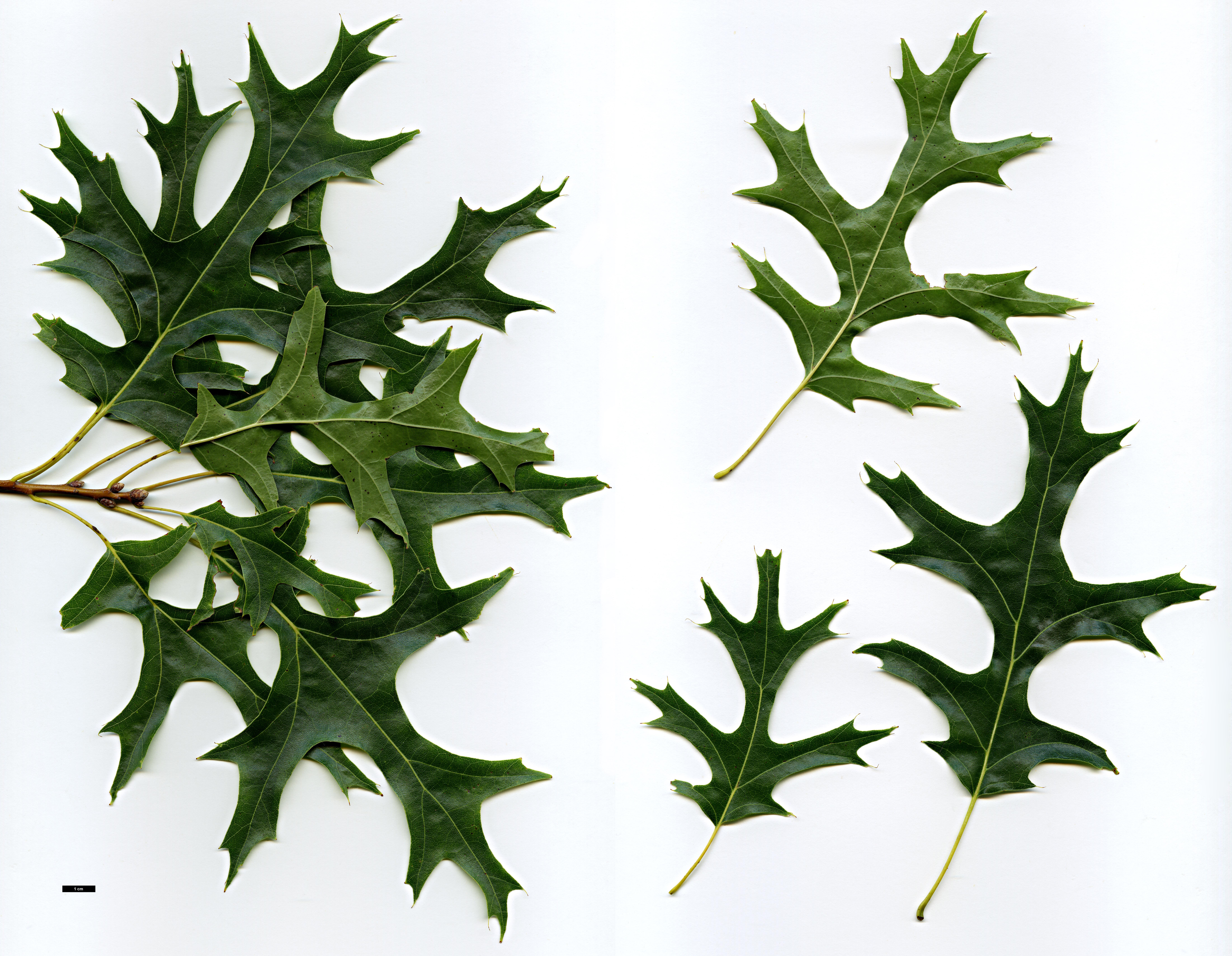 High resolution image: Family: Fagaceae - Genus: Quercus - Taxon: coccinea - SpeciesSub: 'Splendens'