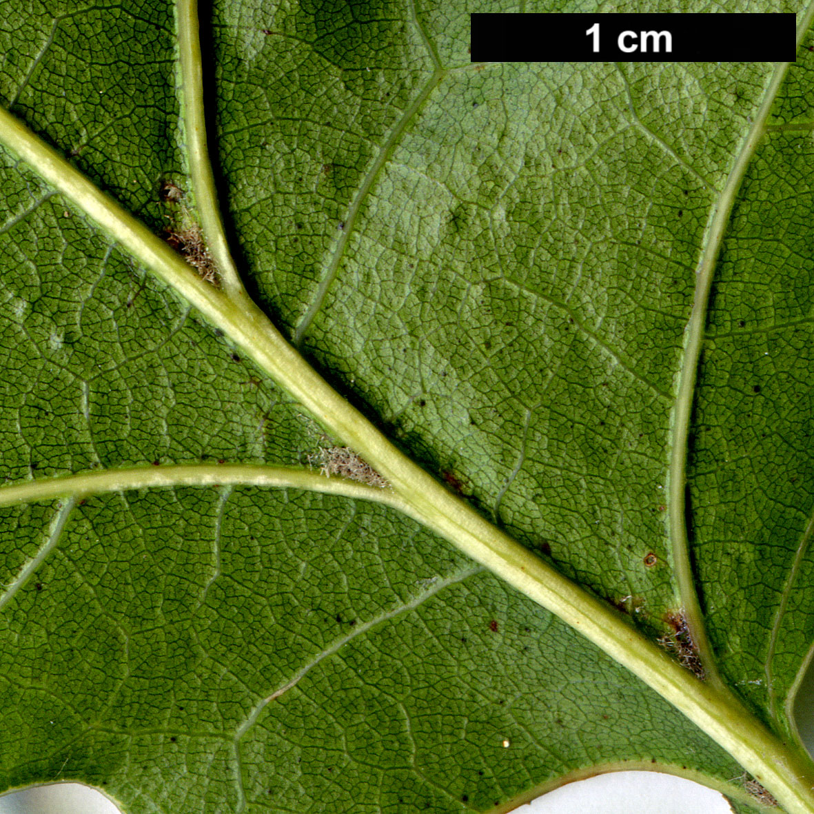 High resolution image: Family: Fagaceae - Genus: Quercus - Taxon: coccinea