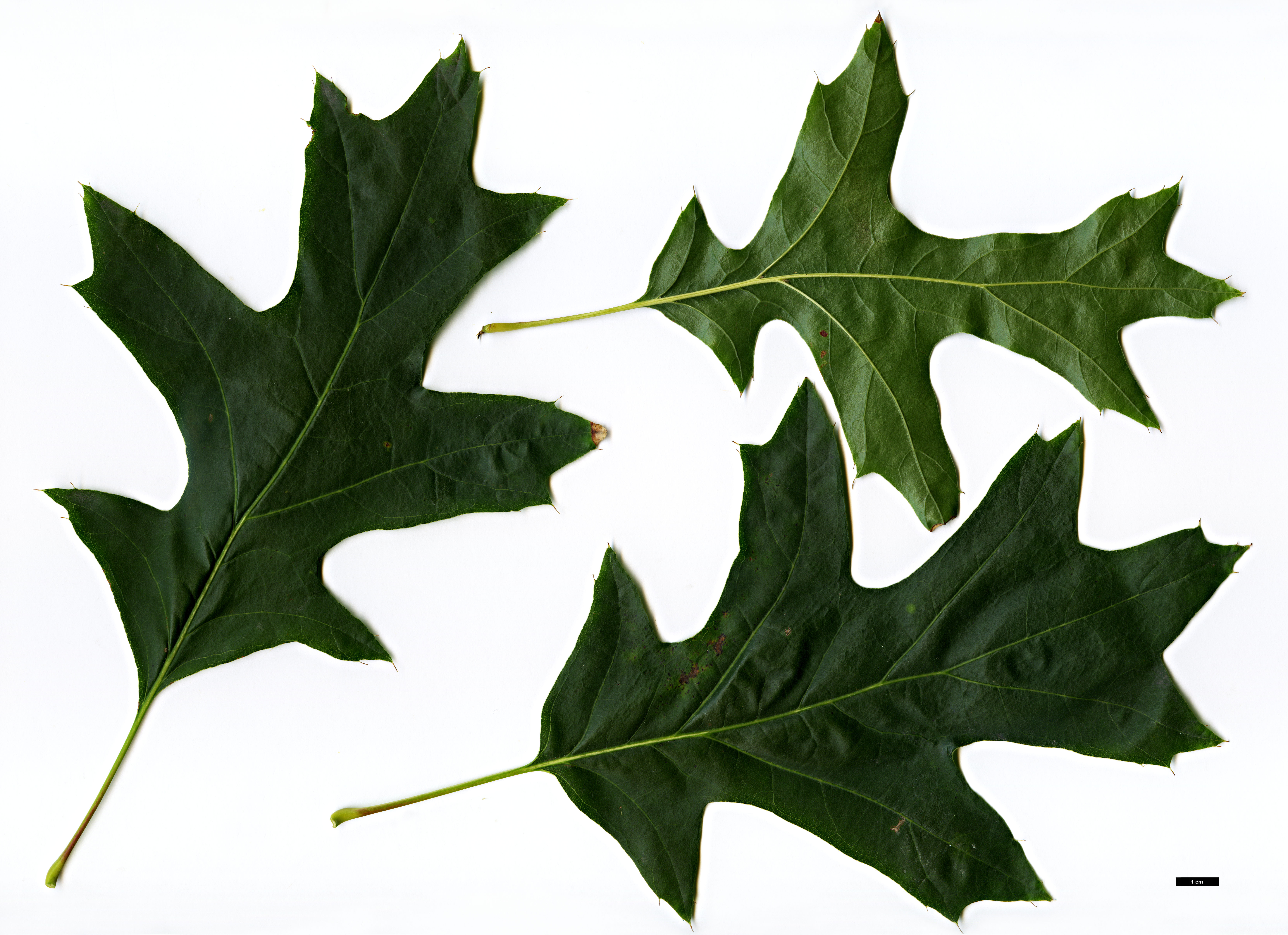 High resolution image: Family: Fagaceae - Genus: Quercus - Taxon: coccinea