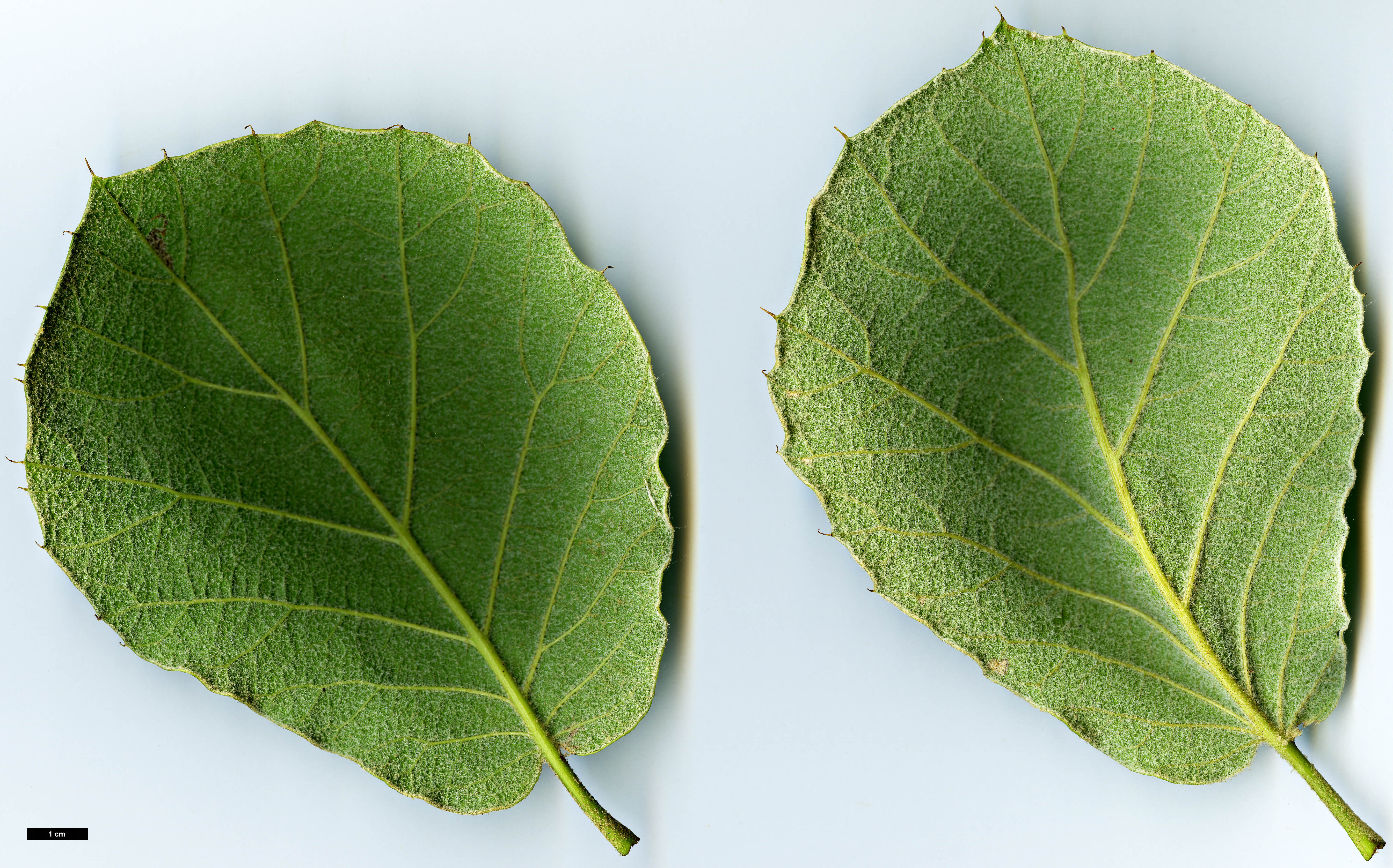High resolution image: Family: Fagaceae - Genus: Quercus - Taxon: conzattii