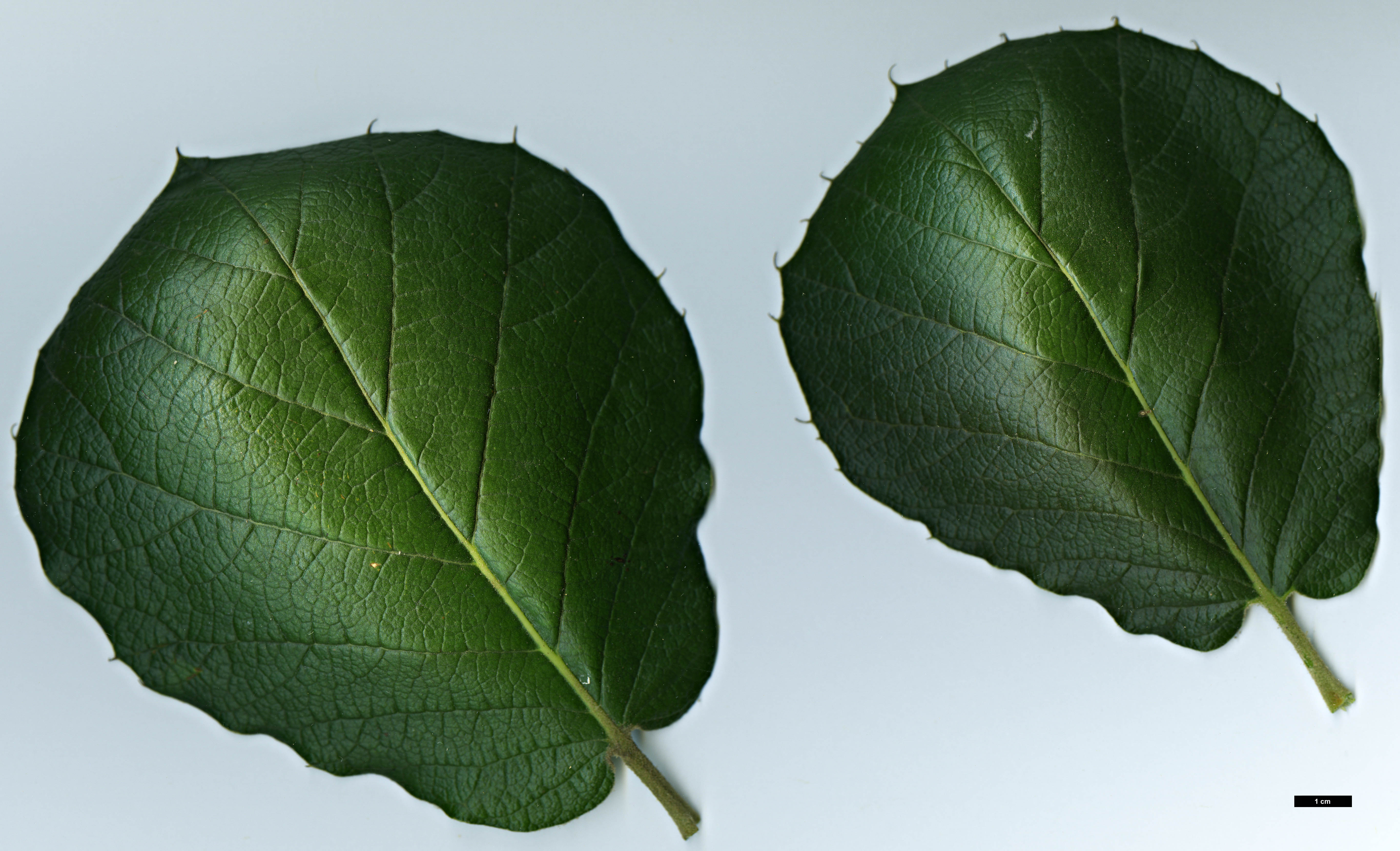 High resolution image: Family: Fagaceae - Genus: Quercus - Taxon: conzattii