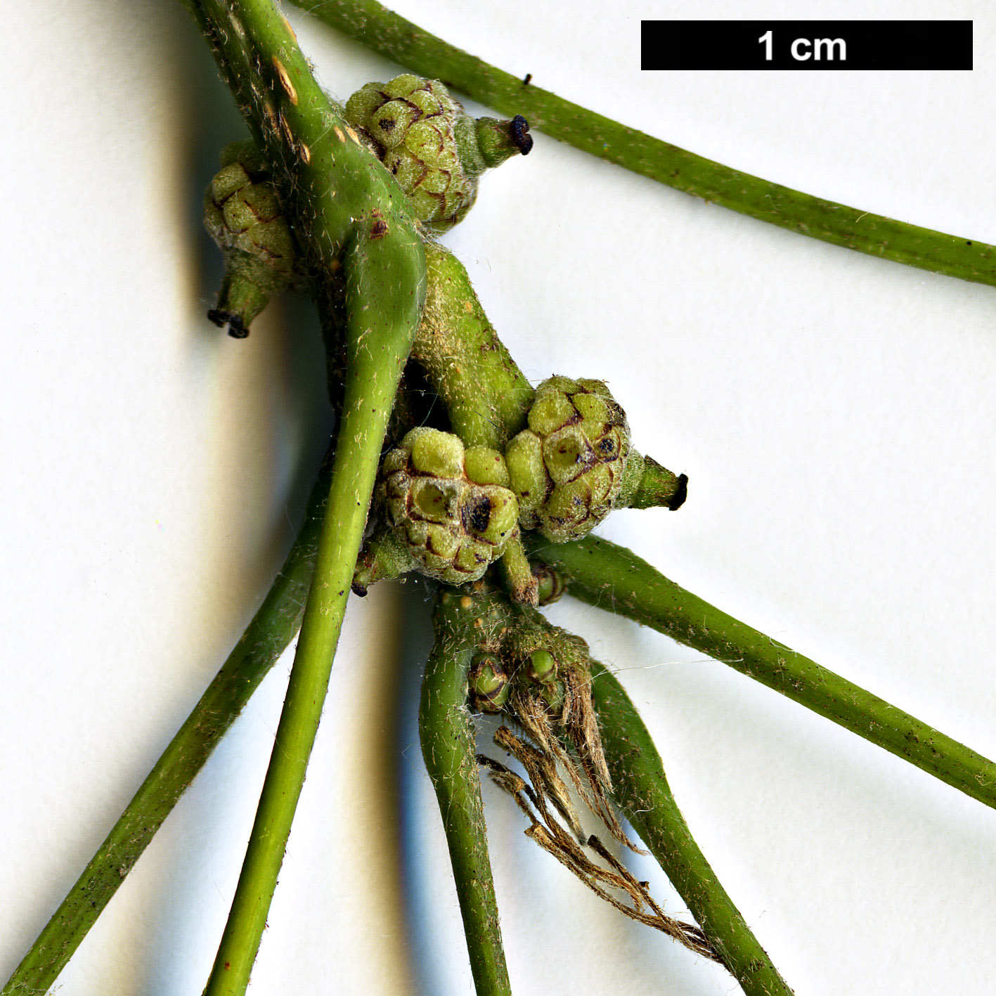 High resolution image: Family: Fagaceae - Genus: Quercus - Taxon: corrugata