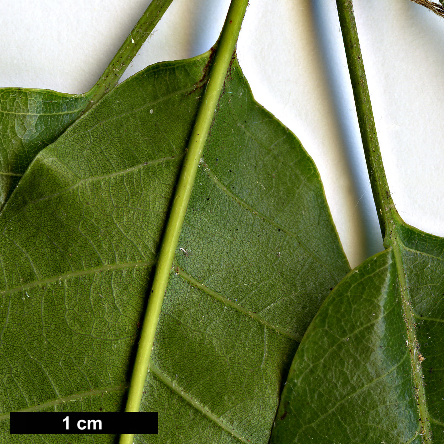 High resolution image: Family: Fagaceae - Genus: Quercus - Taxon: corrugata