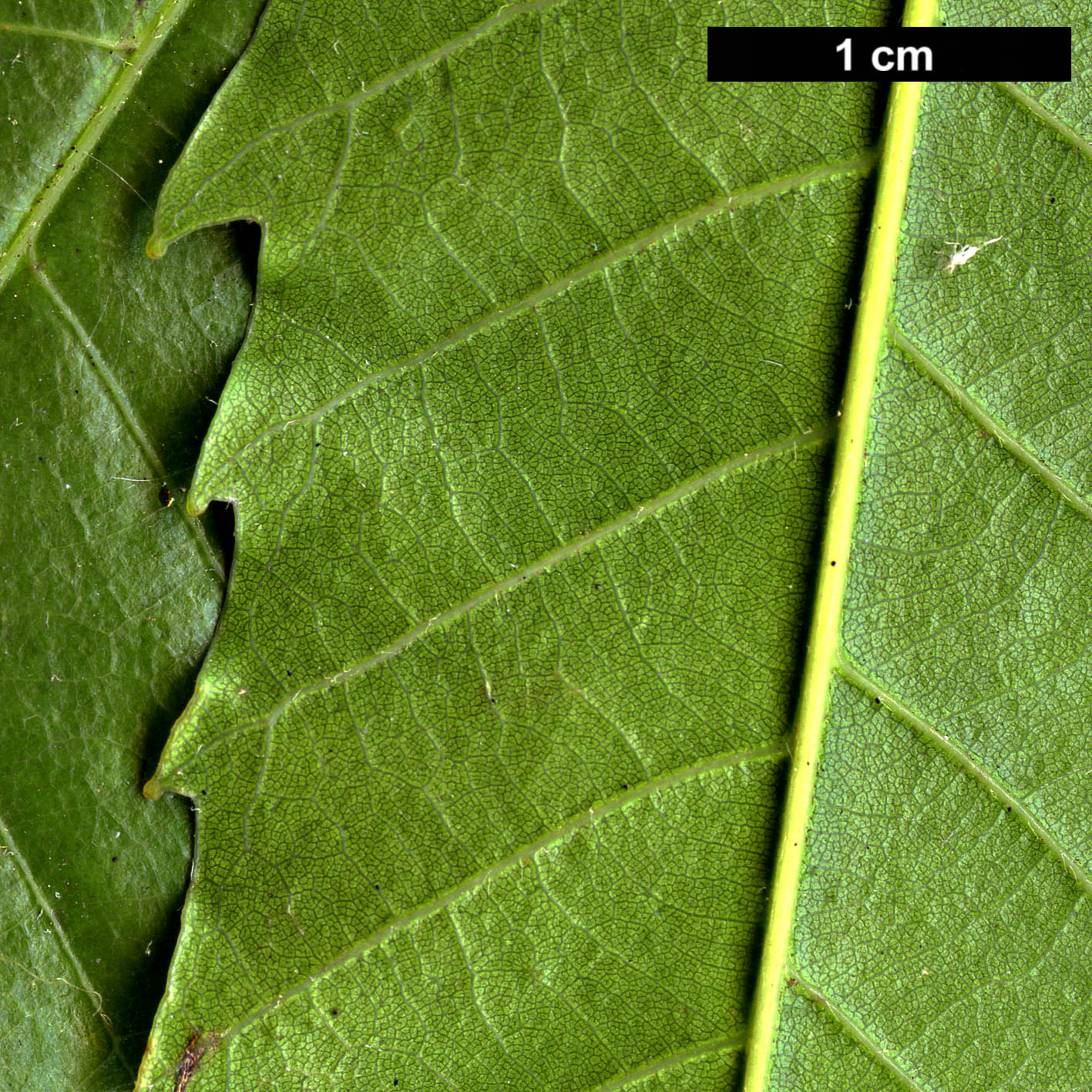 High resolution image: Family: Fagaceae - Genus: Quercus - Taxon: corrugata