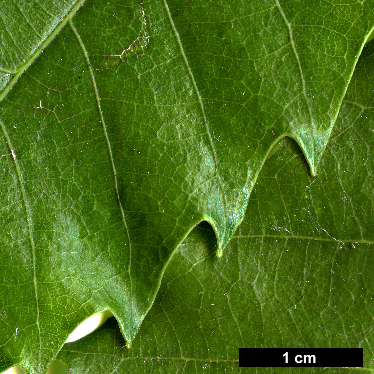 High resolution image: Family: Fagaceae - Genus: Quercus - Taxon: corrugata