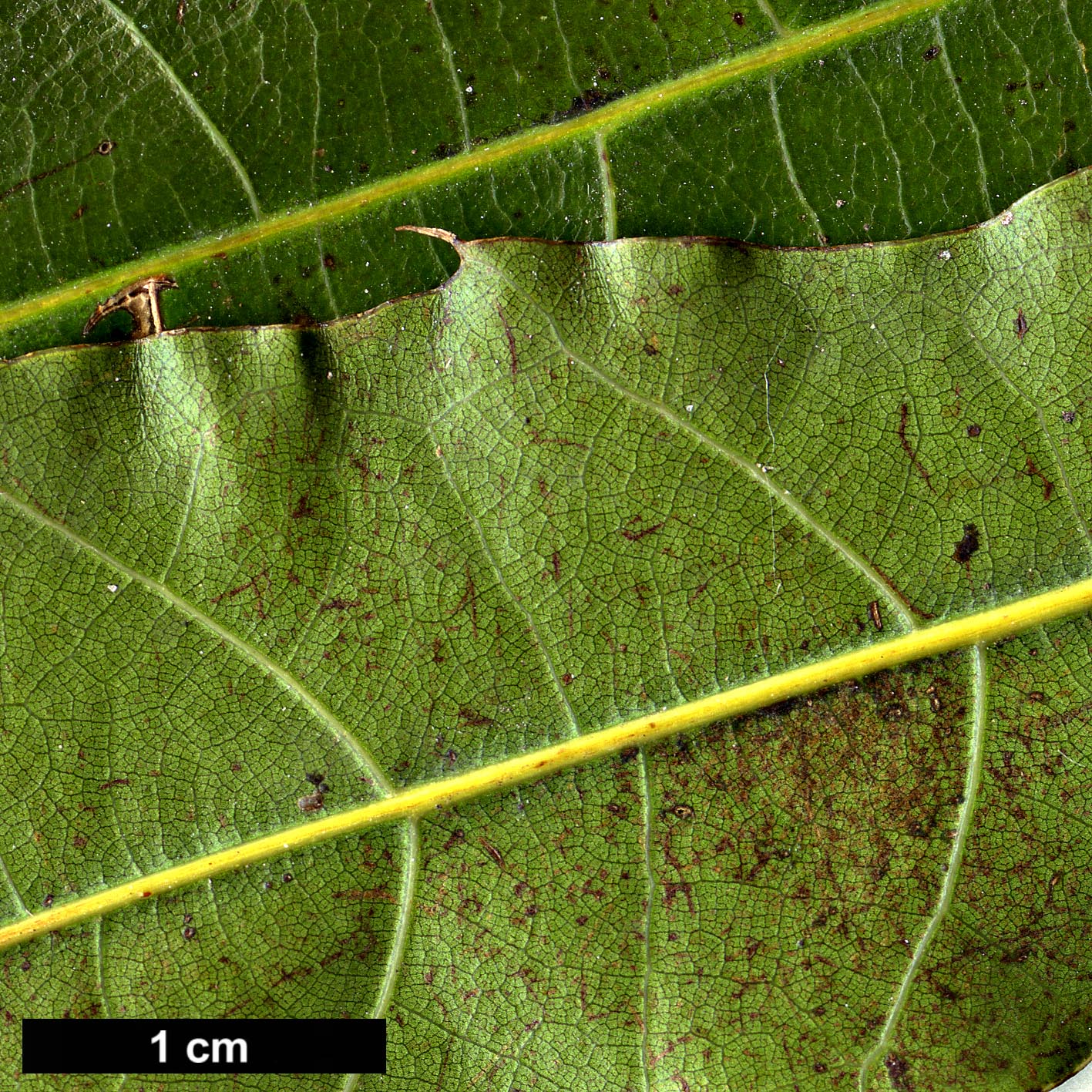 High resolution image: Family: Fagaceae - Genus: Quercus - Taxon: cortesii