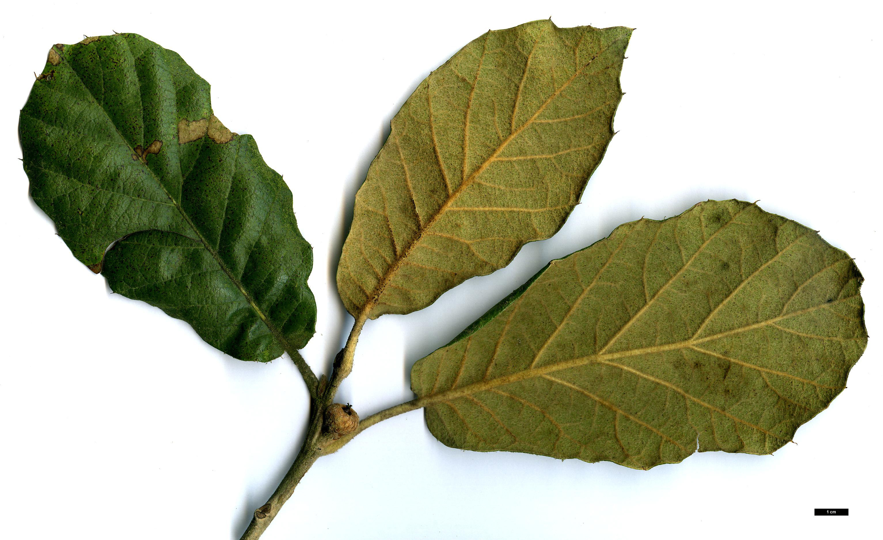 High resolution image: Family: Fagaceae - Genus: Quercus - Taxon: crassifolia