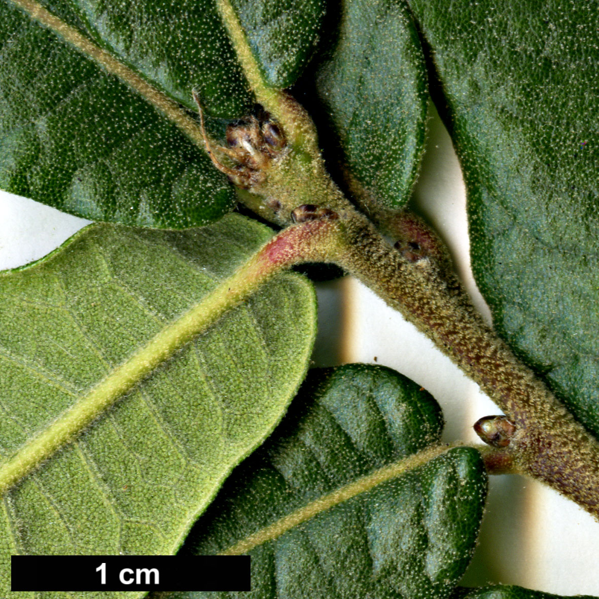 High resolution image: Family: Fagaceae - Genus: Quercus - Taxon: crassipes