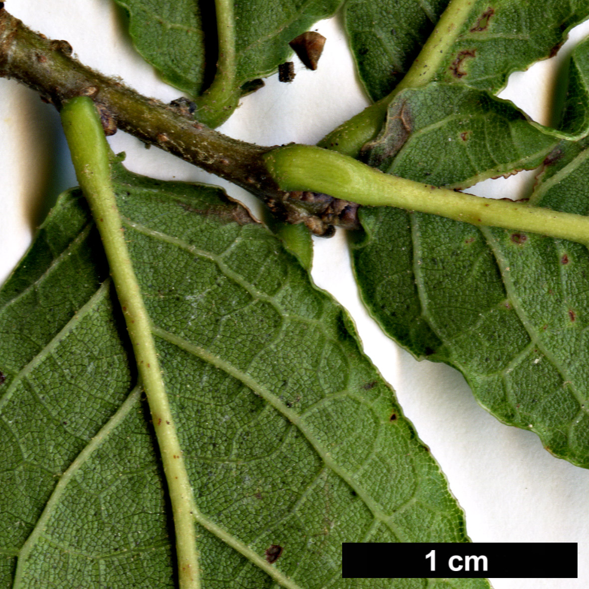 High resolution image: Family: Fagaceae - Genus: Quercus - Taxon: crispipilis