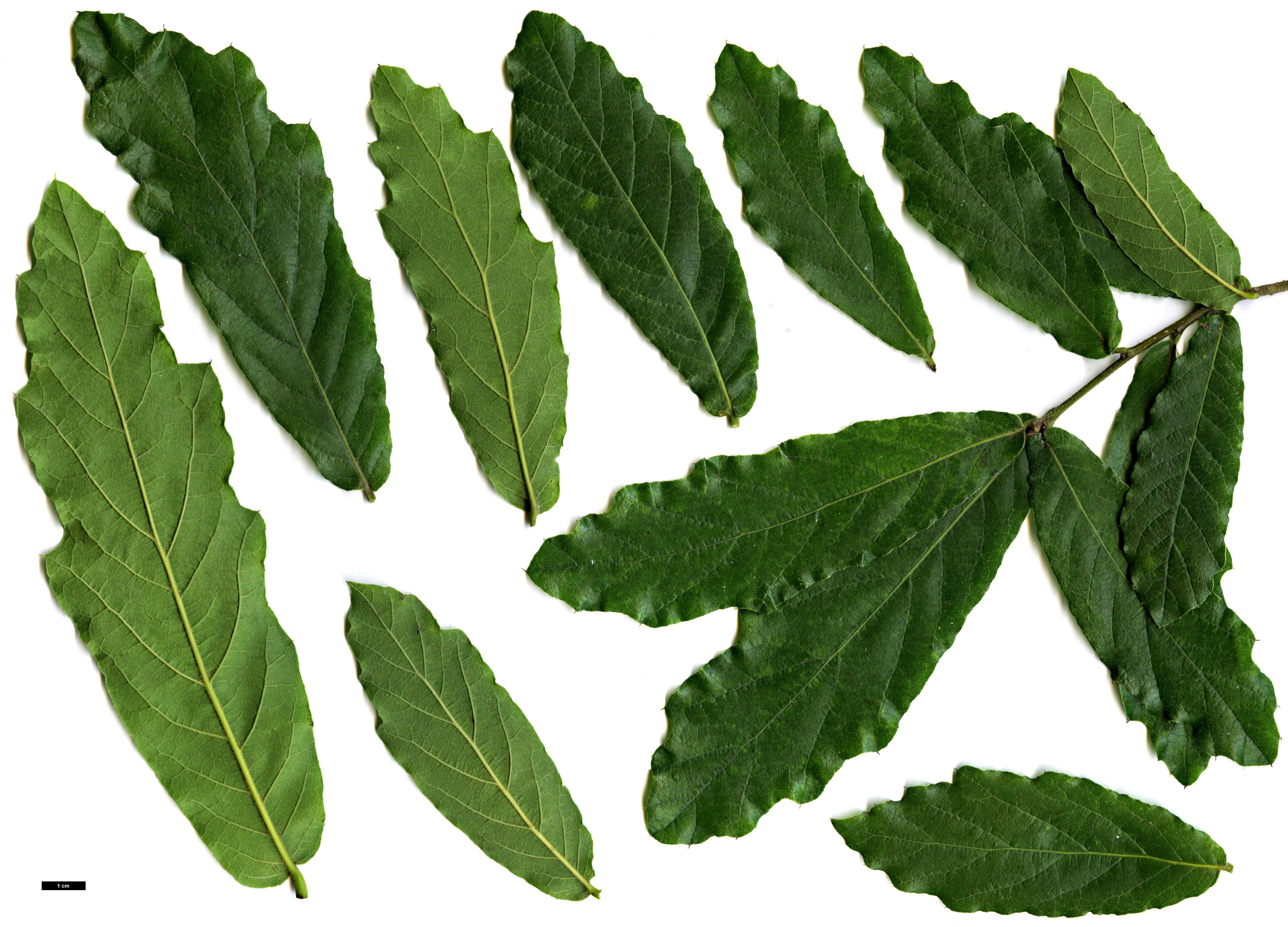 High resolution image: Family: Fagaceae - Genus: Quercus - Taxon: crispipilis