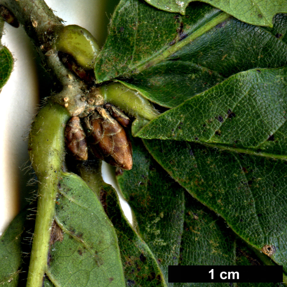 High resolution image: Family: Fagaceae - Genus: Quercus - Taxon: crispula