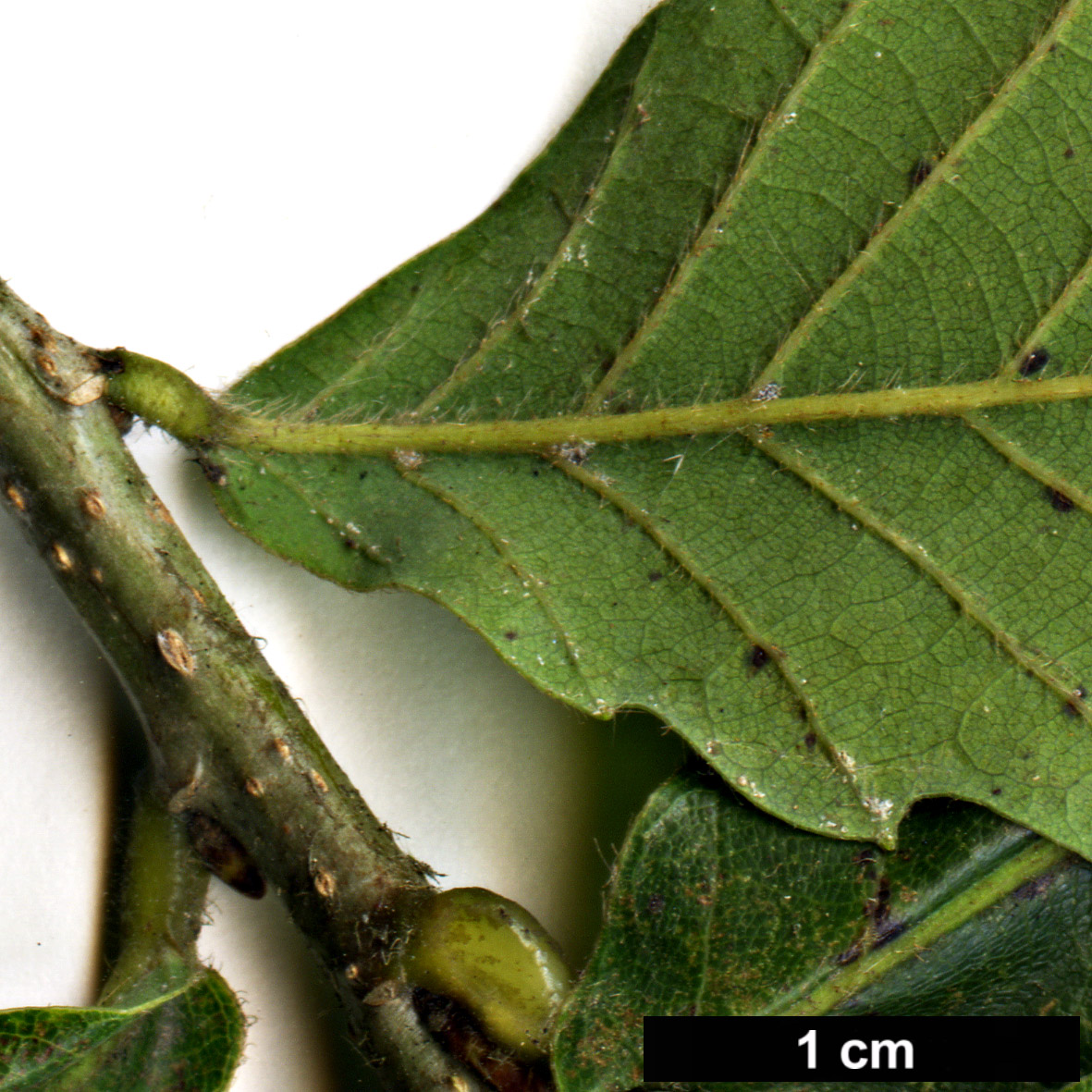 High resolution image: Family: Fagaceae - Genus: Quercus - Taxon: crispula