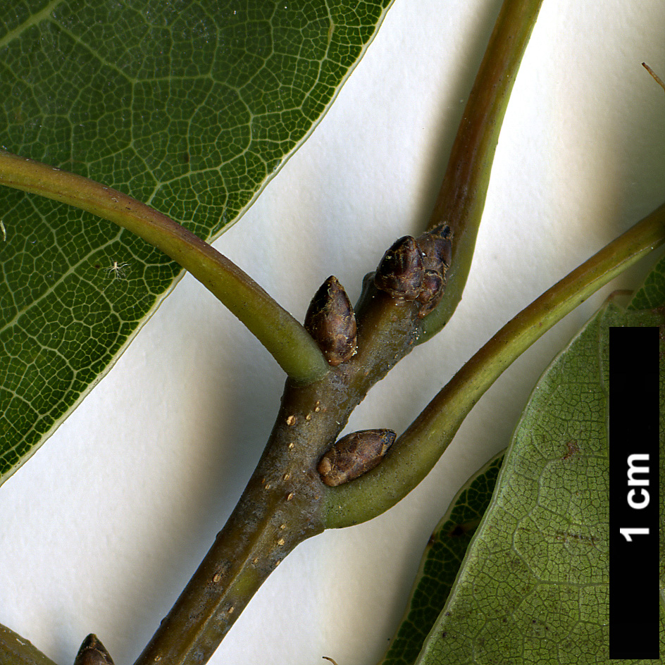 High resolution image: Family: Fagaceae - Genus: Quercus - Taxon: cupreata