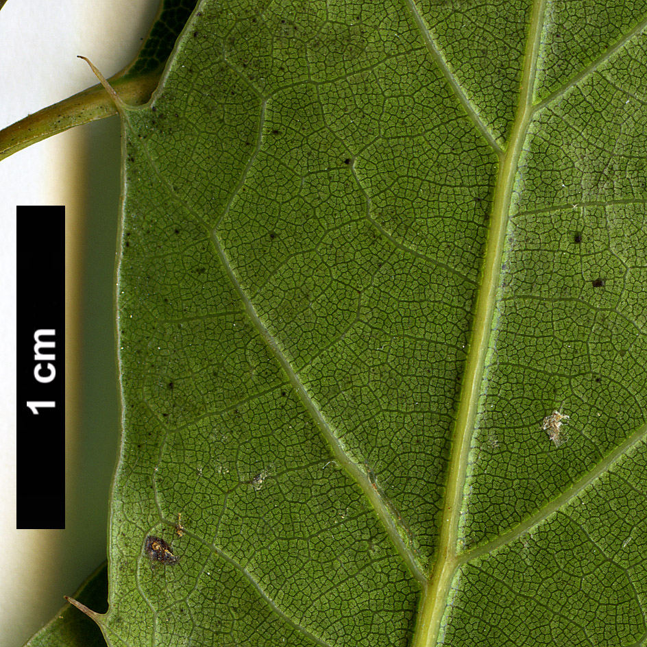 High resolution image: Family: Fagaceae - Genus: Quercus - Taxon: cupreata