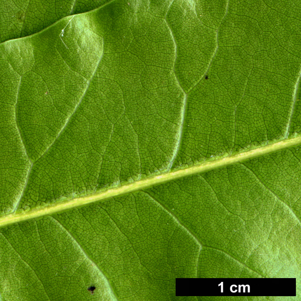 High resolution image: Family: Fagaceae - Genus: Quercus - Taxon: delgadoana