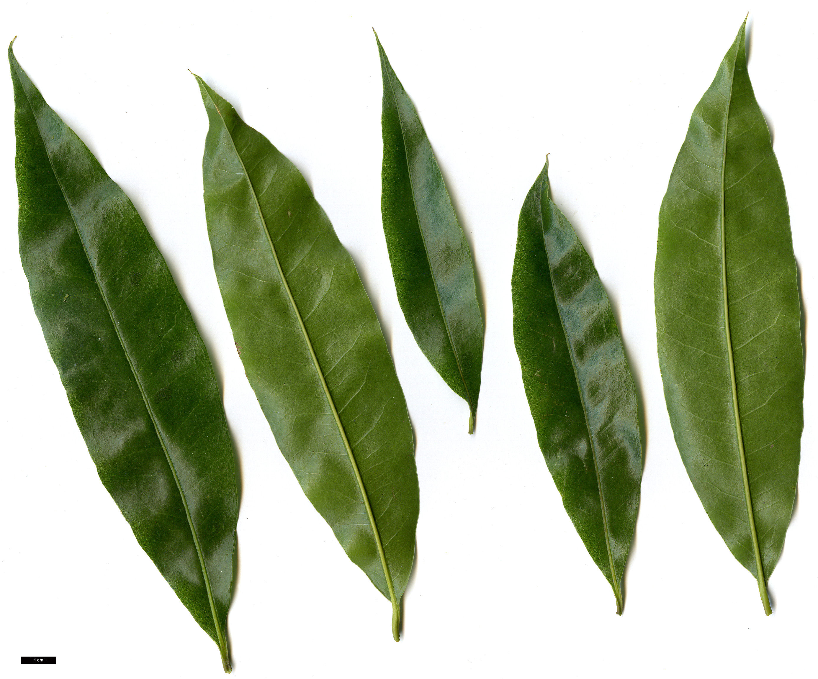 High resolution image: Family: Fagaceae - Genus: Quercus - Taxon: delgadoana