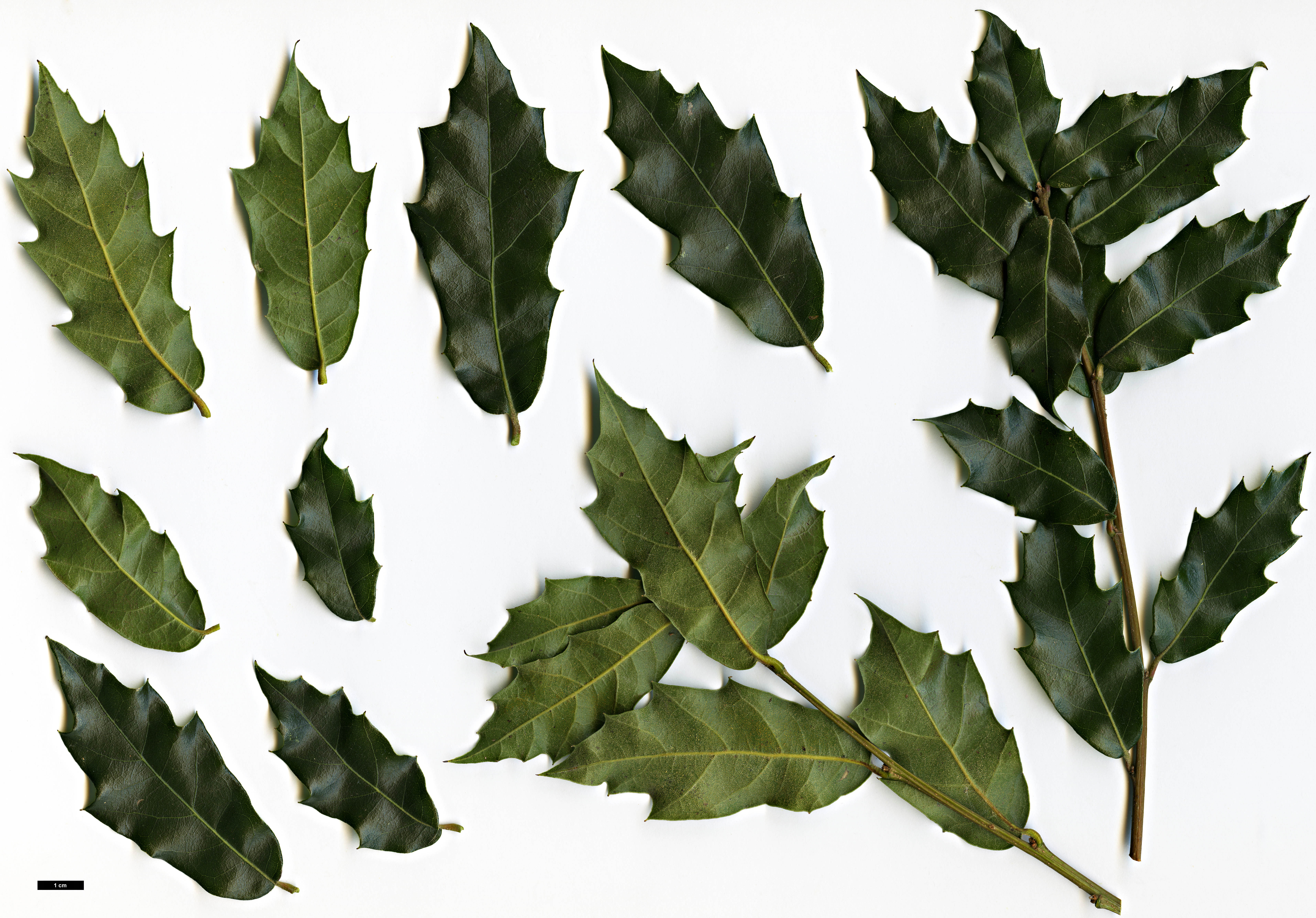 High resolution image: Family: Fagaceae - Genus: Quercus - Taxon: depressa