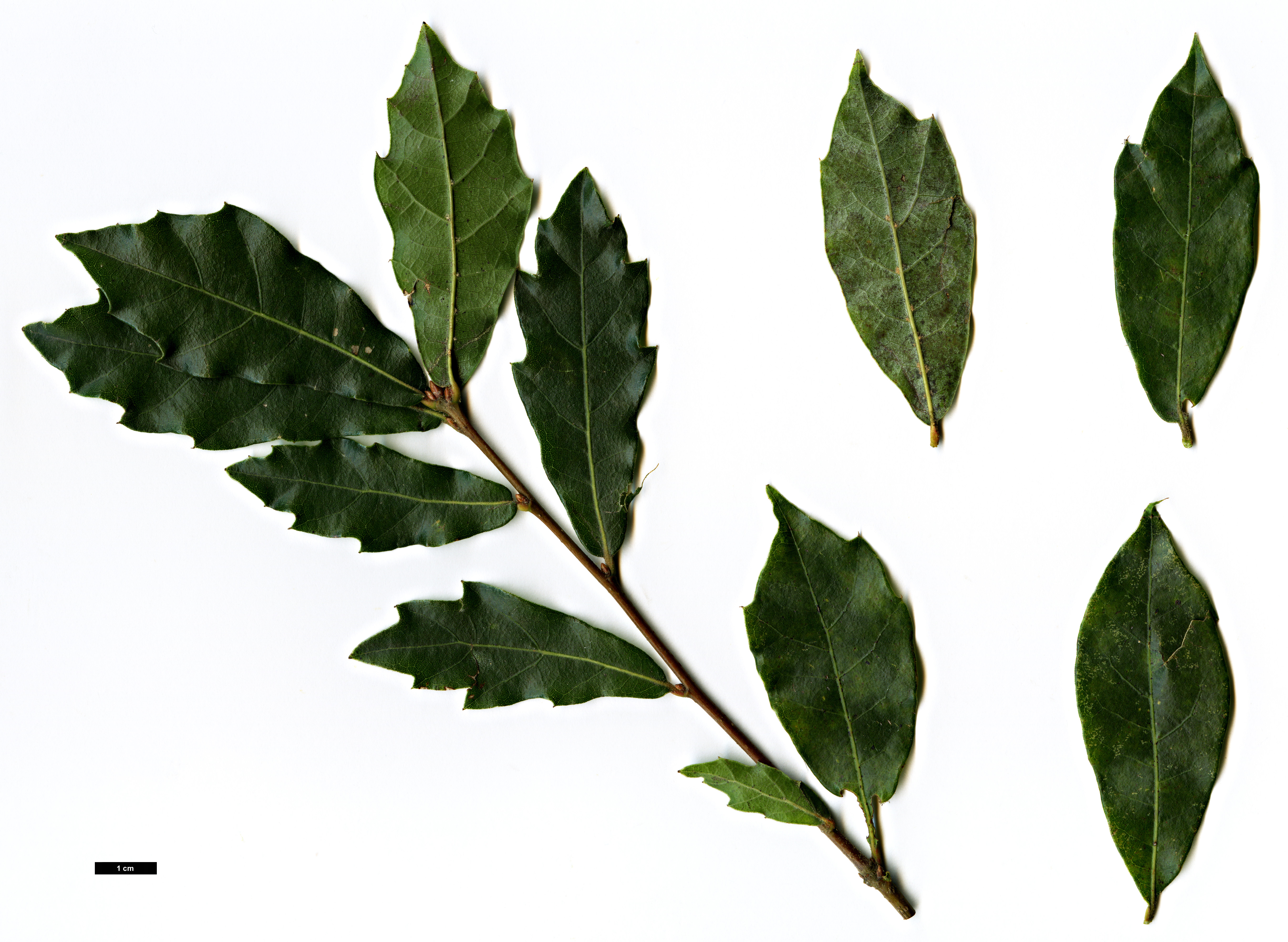 High resolution image: Family: Fagaceae - Genus: Quercus - Taxon: depressa