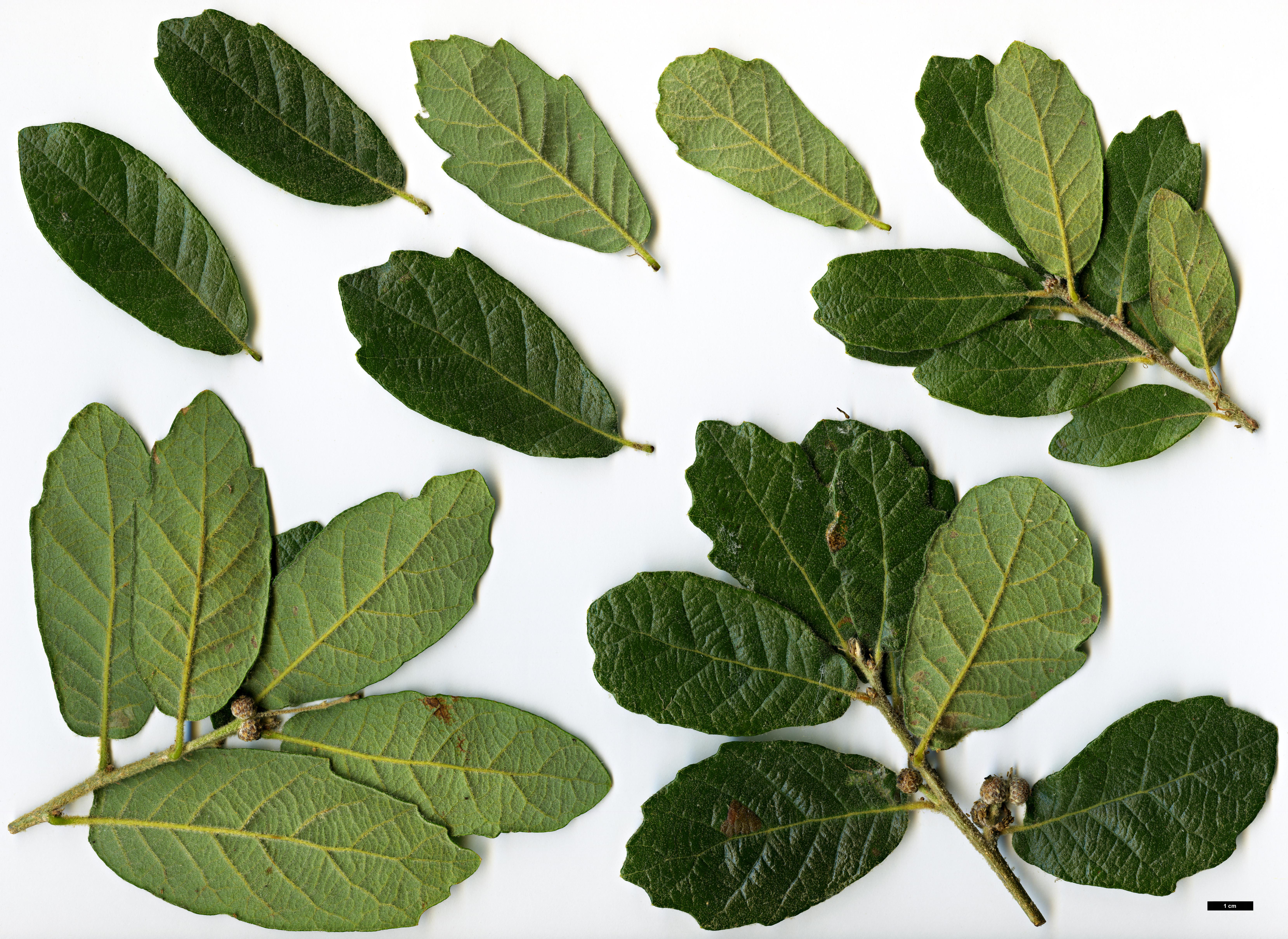 High resolution image: Family: Fagaceae - Genus: Quercus - Taxon: deserticola