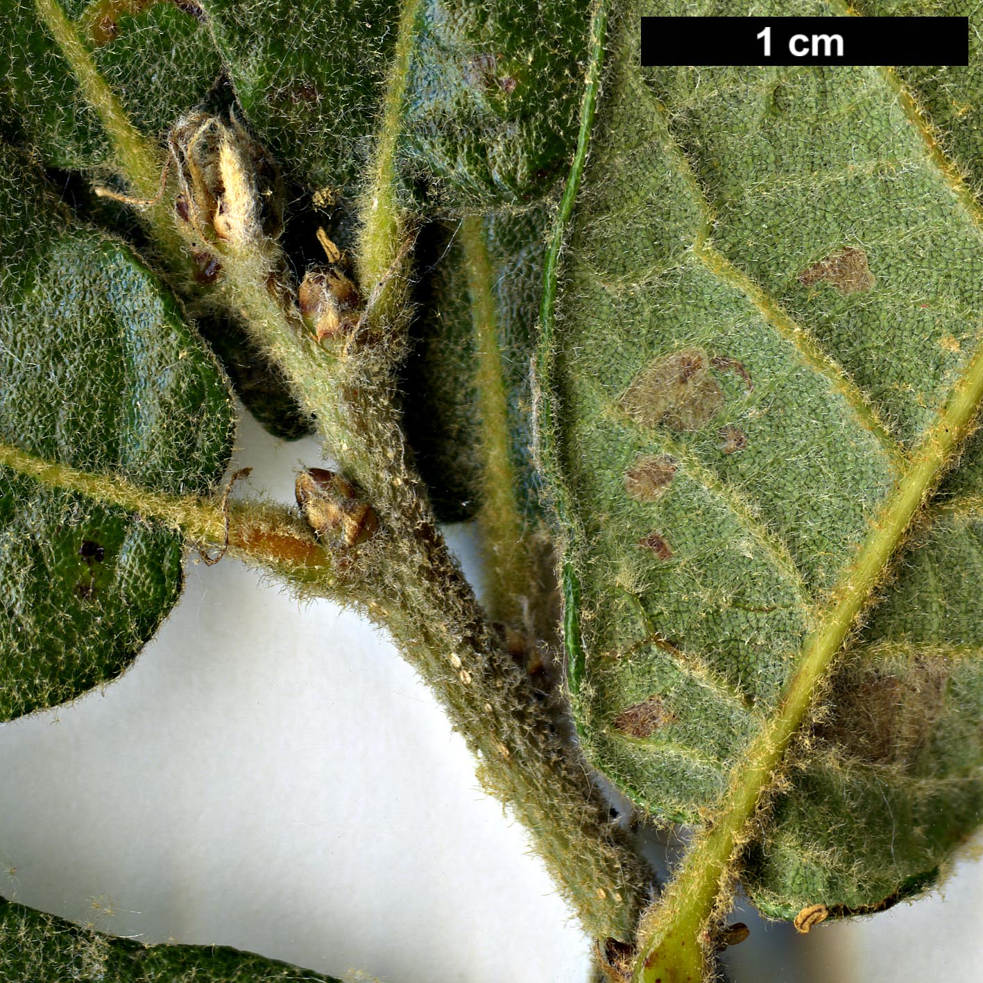 High resolution image: Family: Fagaceae - Genus: Quercus - Taxon: deserticola