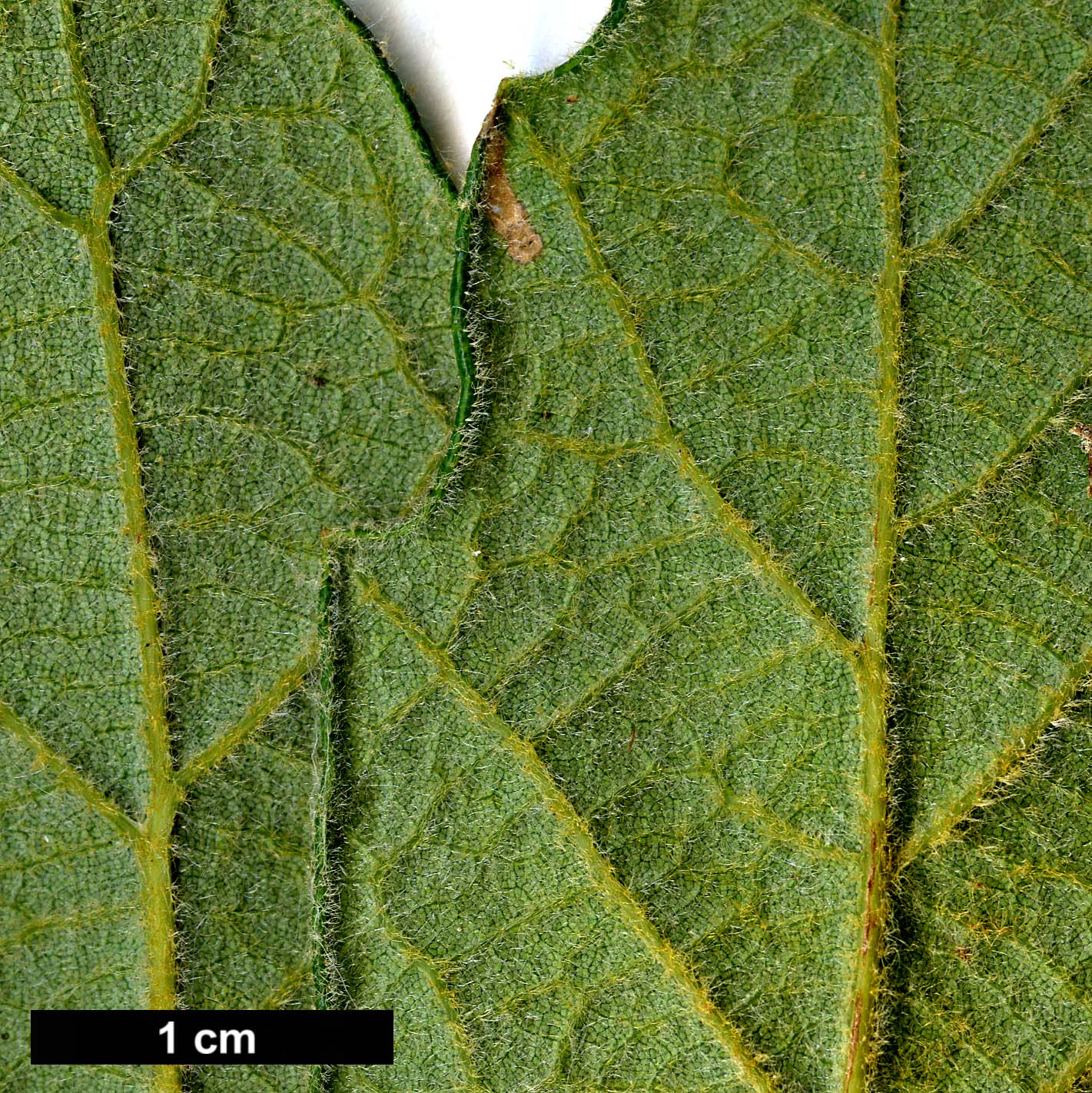 High resolution image: Family: Fagaceae - Genus: Quercus - Taxon: deserticola