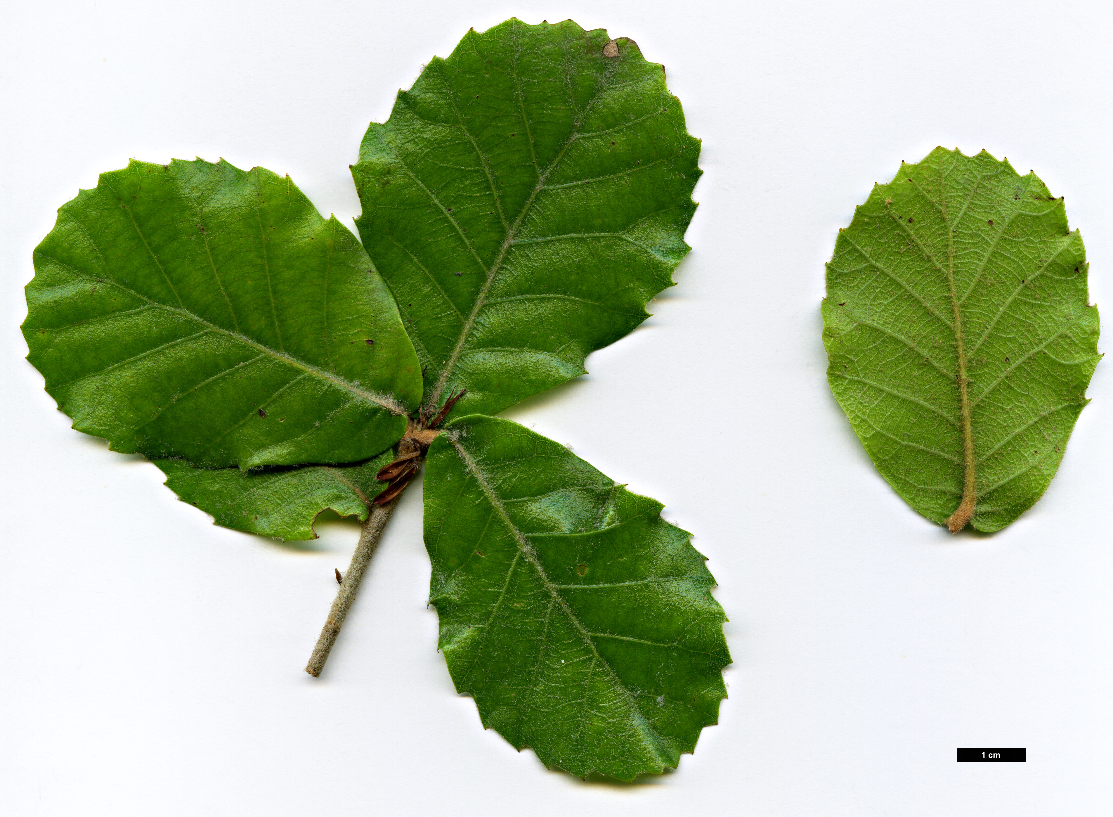 High resolution image: Family: Fagaceae - Genus: Quercus - Taxon: dolicholepis