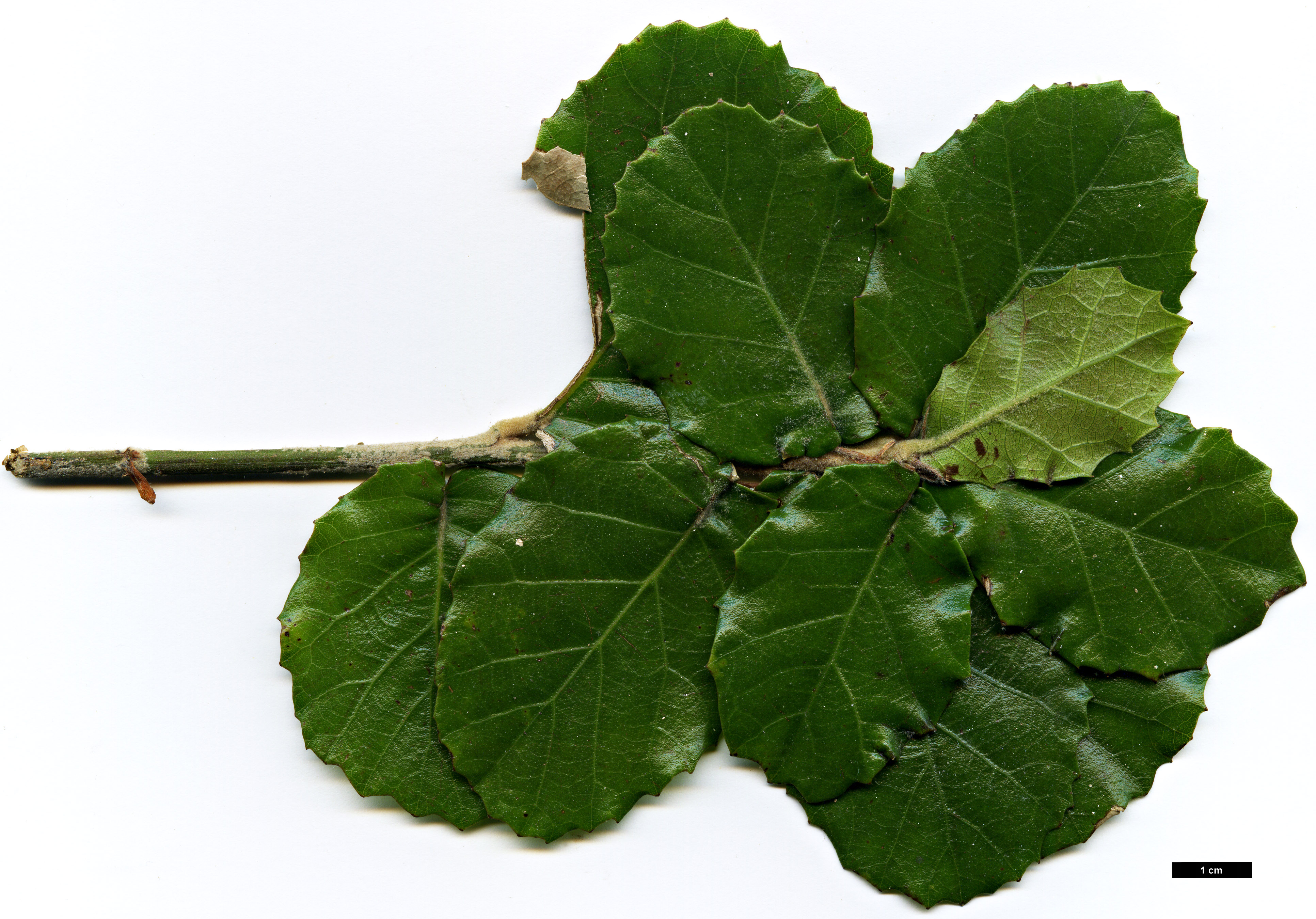 High resolution image: Family: Fagaceae - Genus: Quercus - Taxon: dolicholepis