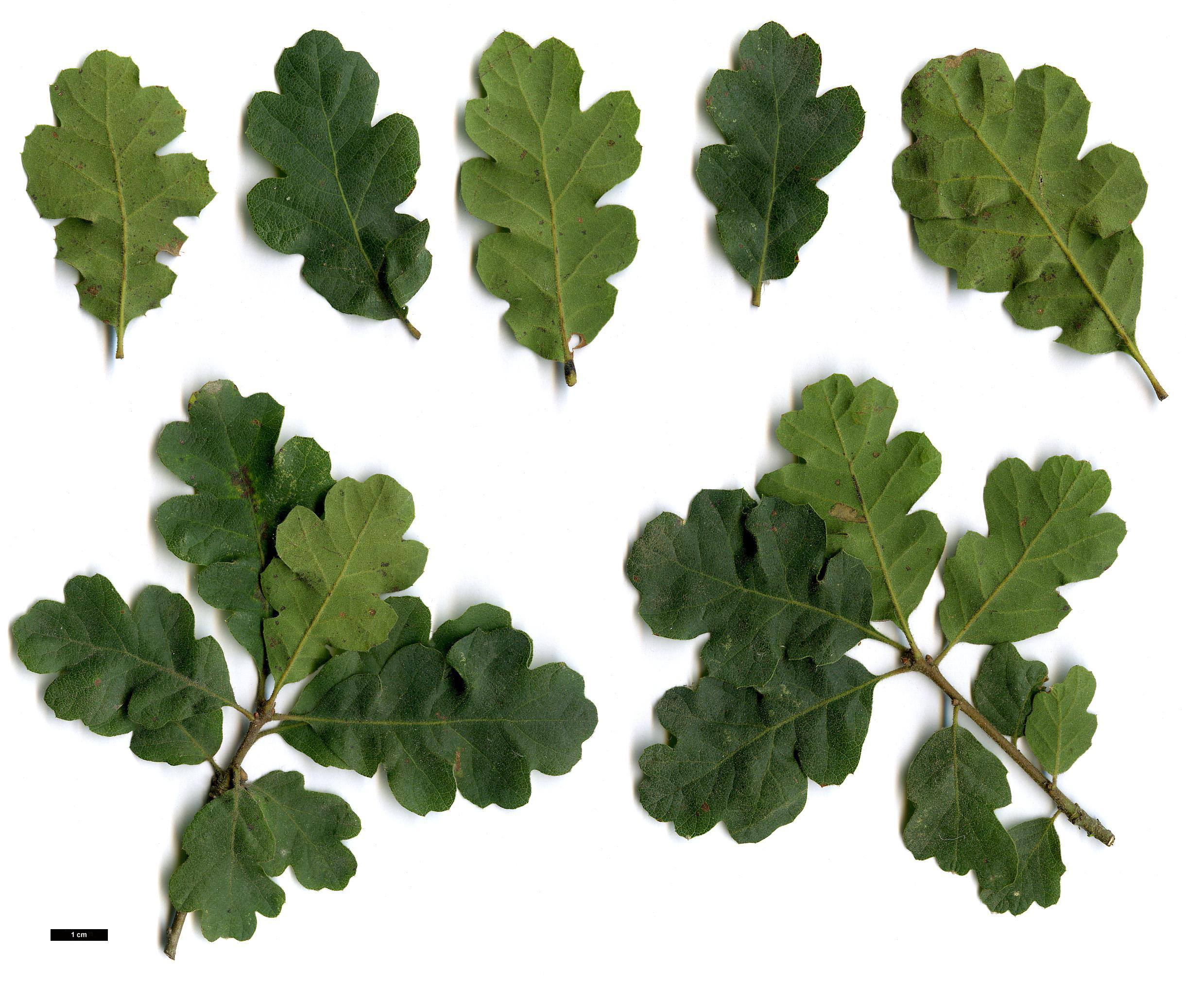 High resolution image: Family: Fagaceae - Genus: Quercus - Taxon: douglasii