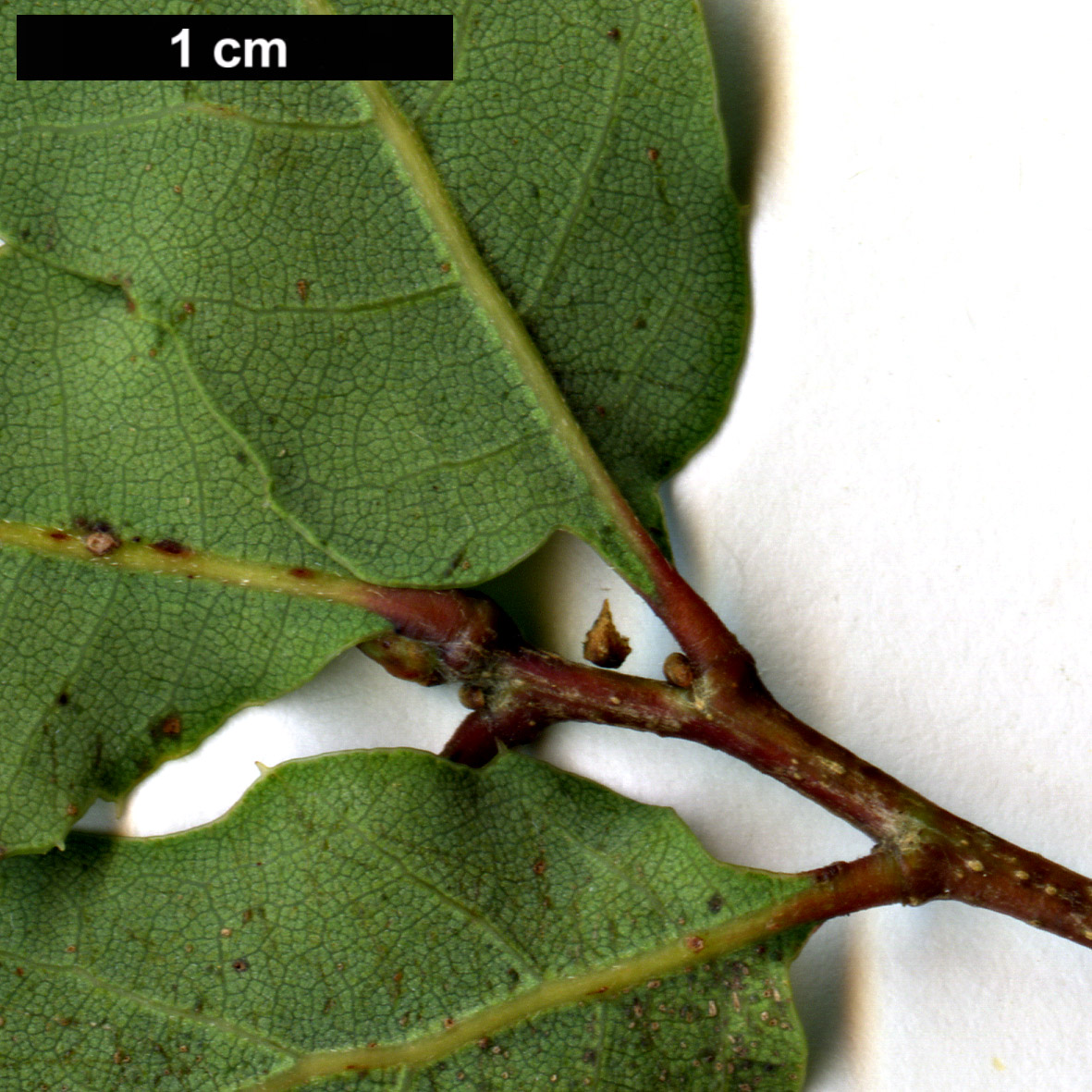 High resolution image: Family: Fagaceae - Genus: Quercus - Taxon: dumosa