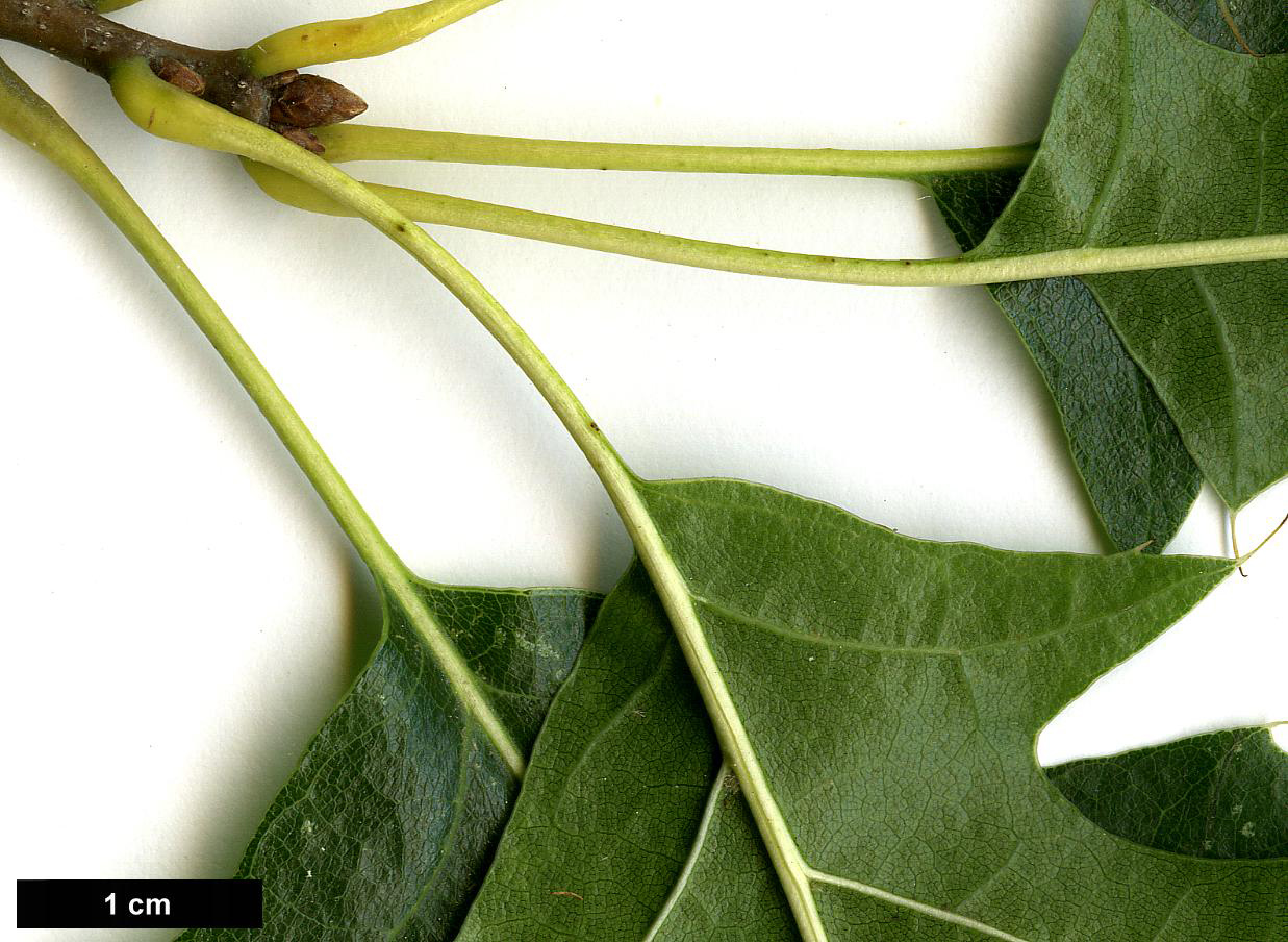 High resolution image: Family: Fagaceae - Genus: Quercus - Taxon: ellipsoidalis - SpeciesSub: 'Hemelrijk'