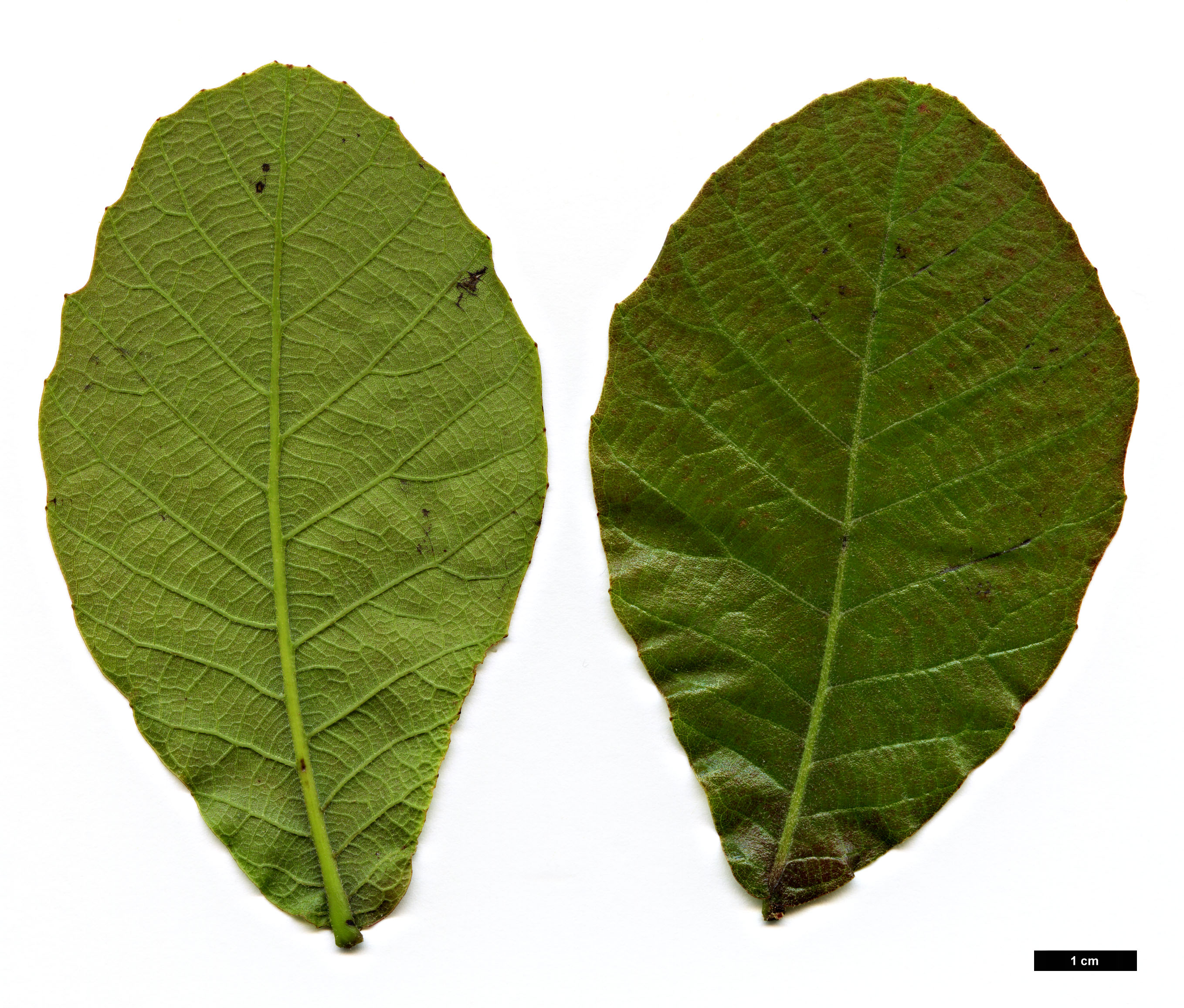 High resolution image: Family: Fagaceae - Genus: Quercus - Taxon: elliptica