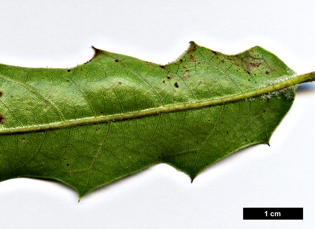 High resolution image: Family: Fagaceae - Genus: Quercus - Taxon: emoryi