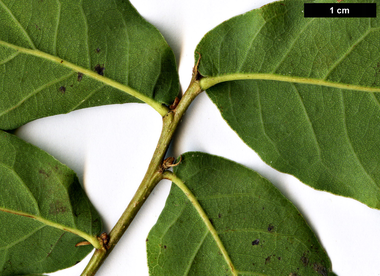 High resolution image: Family: Fagaceae - Genus: Quercus - Taxon: engelmannii