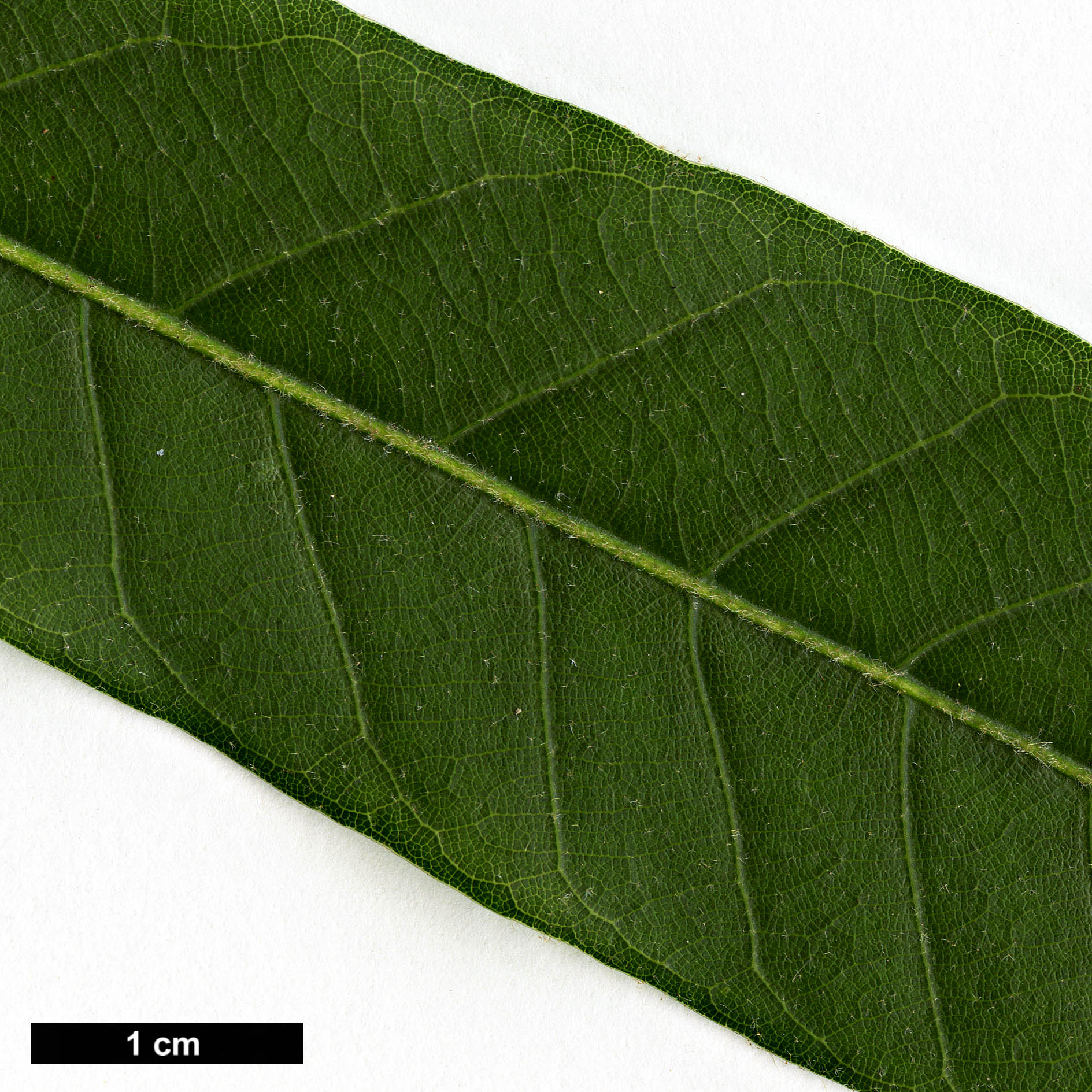 High resolution image: Family: Fagaceae - Genus: Quercus - Taxon: engleriana