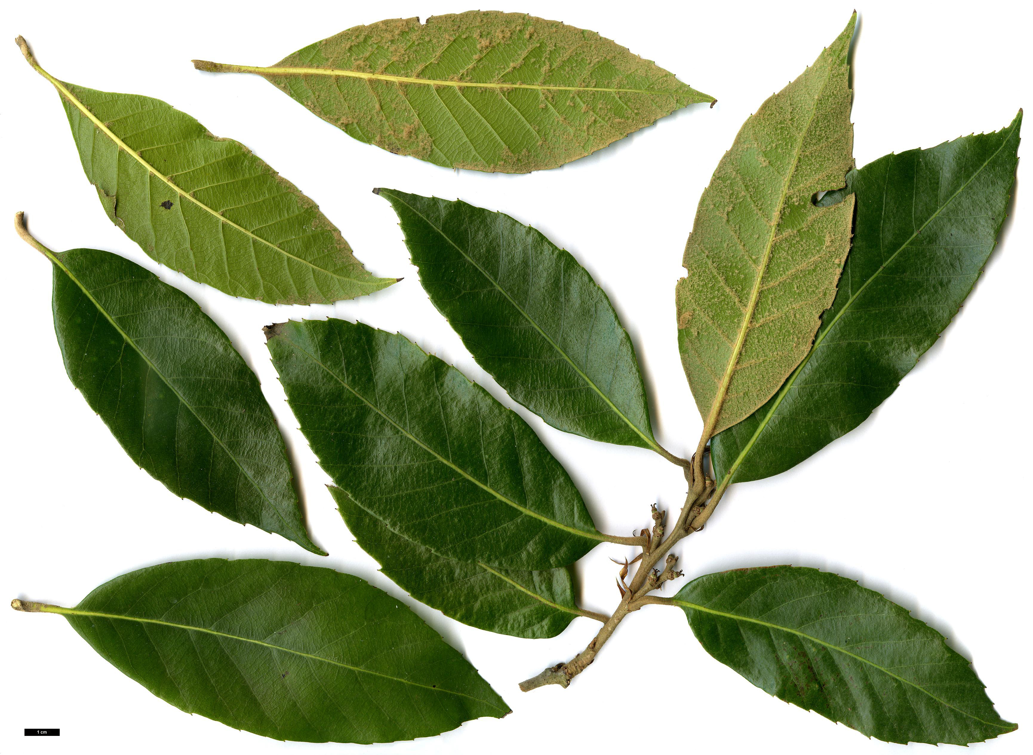 High resolution image: Family: Fagaceae - Genus: Quercus - Taxon: engleriana