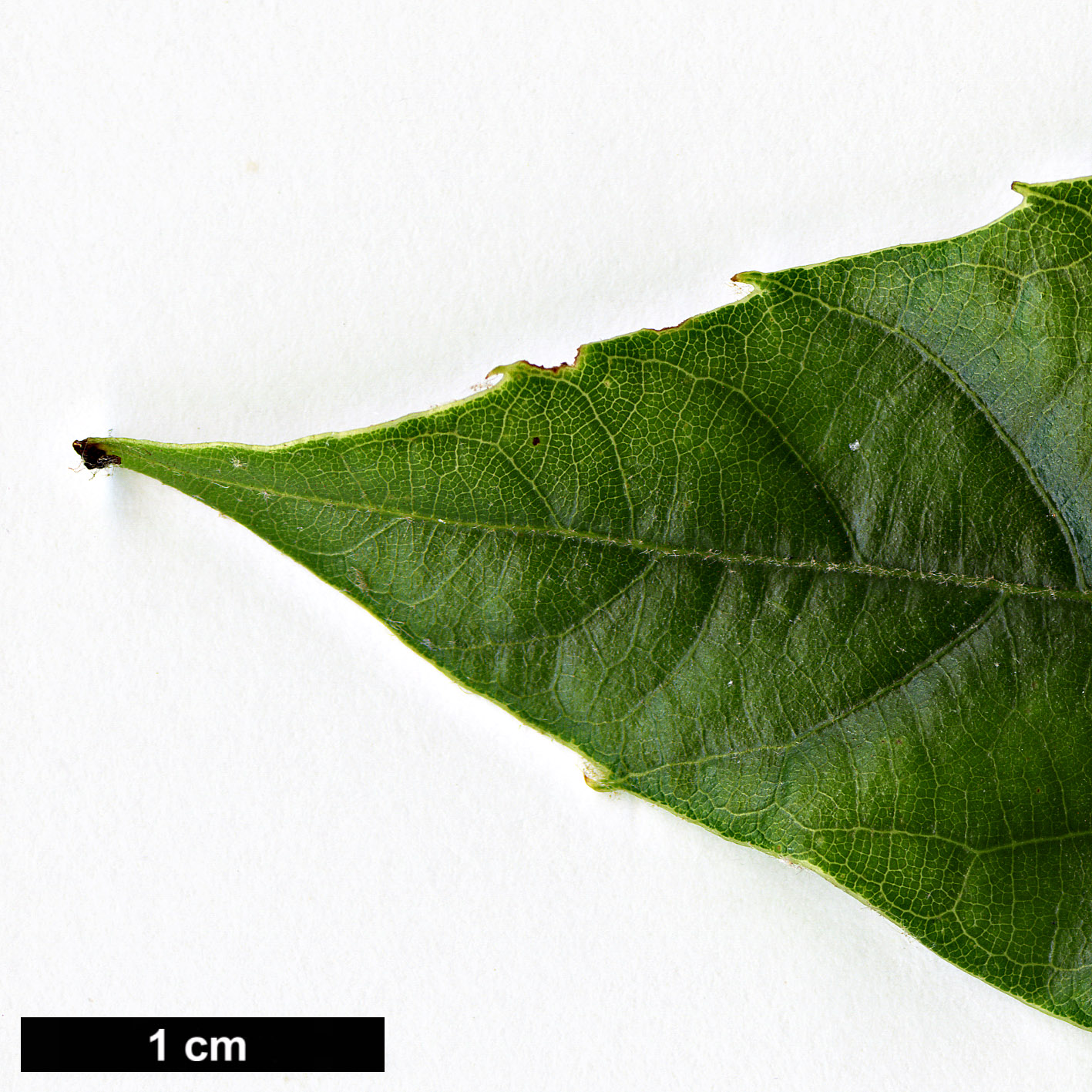 High resolution image: Family: Fagaceae - Genus: Quercus - Taxon: engleriana