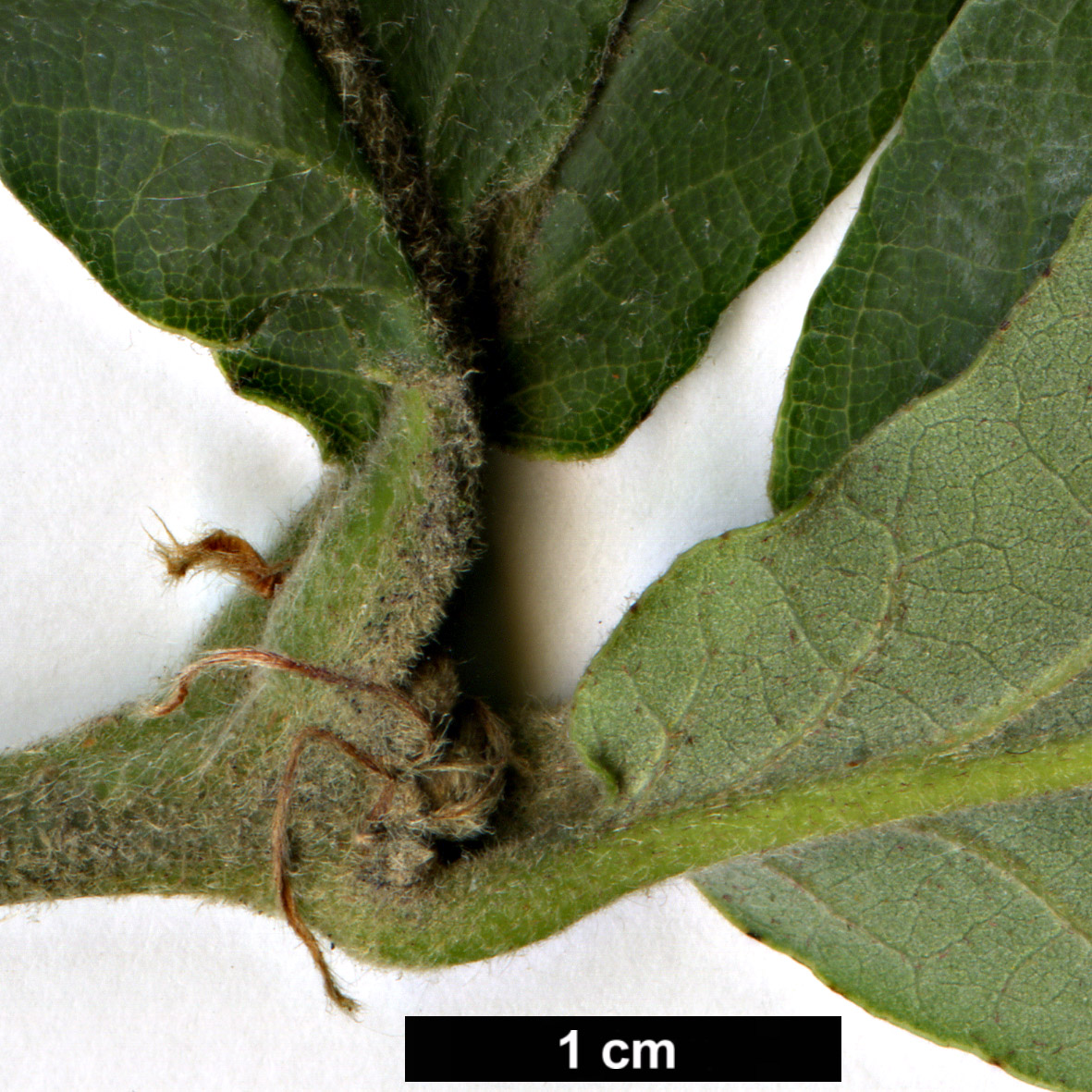 High resolution image: Family: Fagaceae - Genus: Quercus - Taxon: fabri