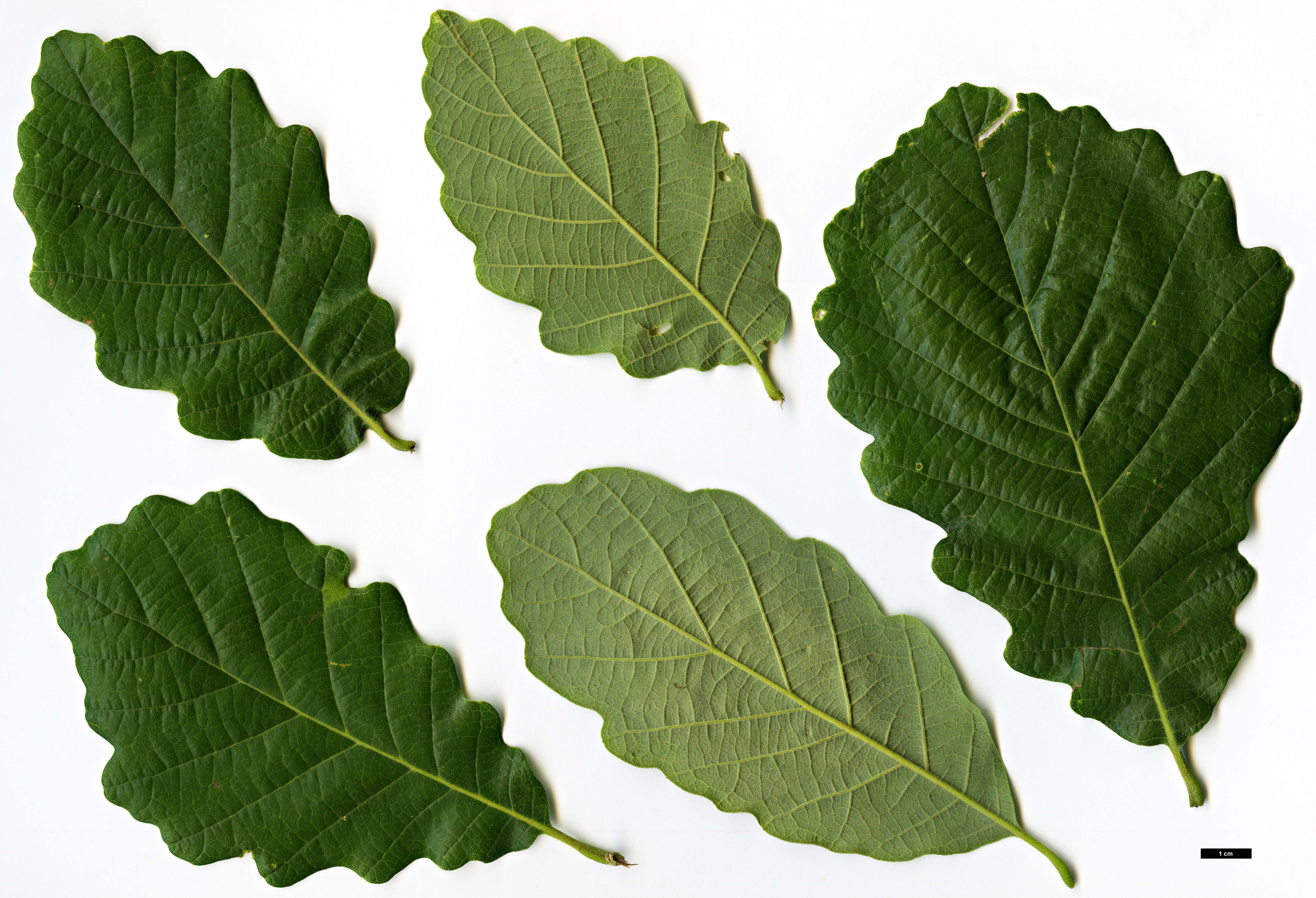 High resolution image: Family: Fagaceae - Genus: Quercus - Taxon: fabri