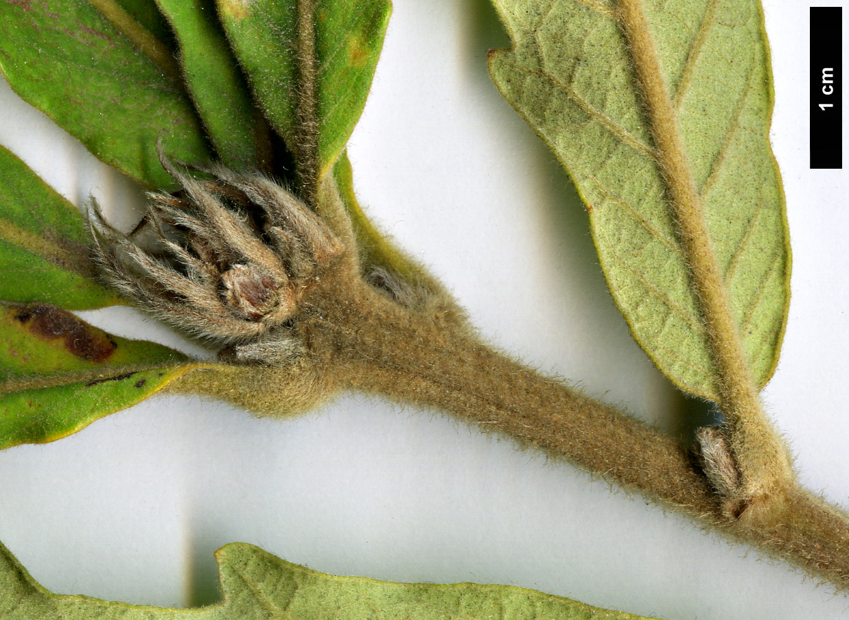 High resolution image: Family: Fagaceae - Genus: Quercus - Taxon: fabri