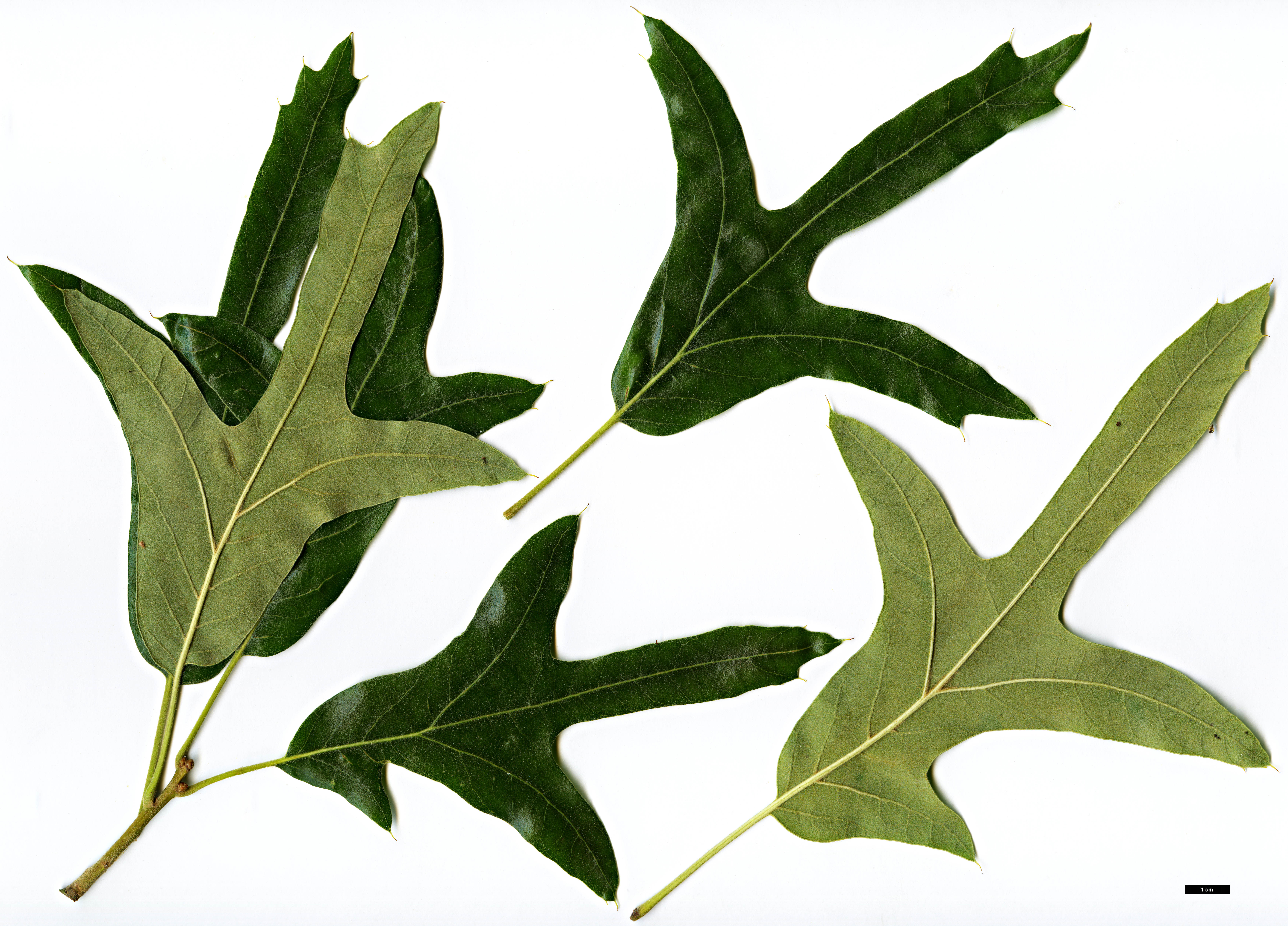 High resolution image: Family: Fagaceae - Genus: Quercus - Taxon: falcata