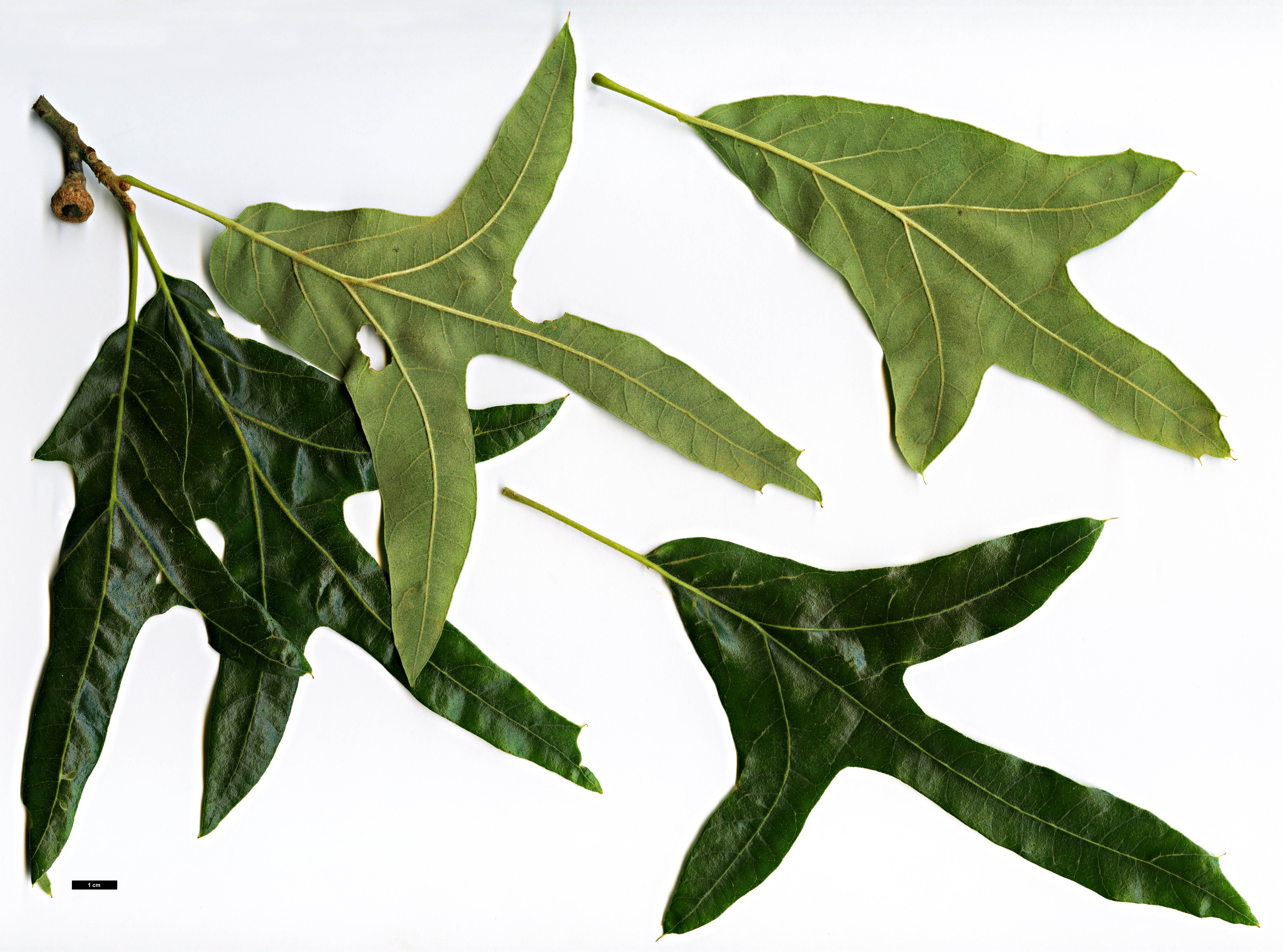 High resolution image: Family: Fagaceae - Genus: Quercus - Taxon: falcata