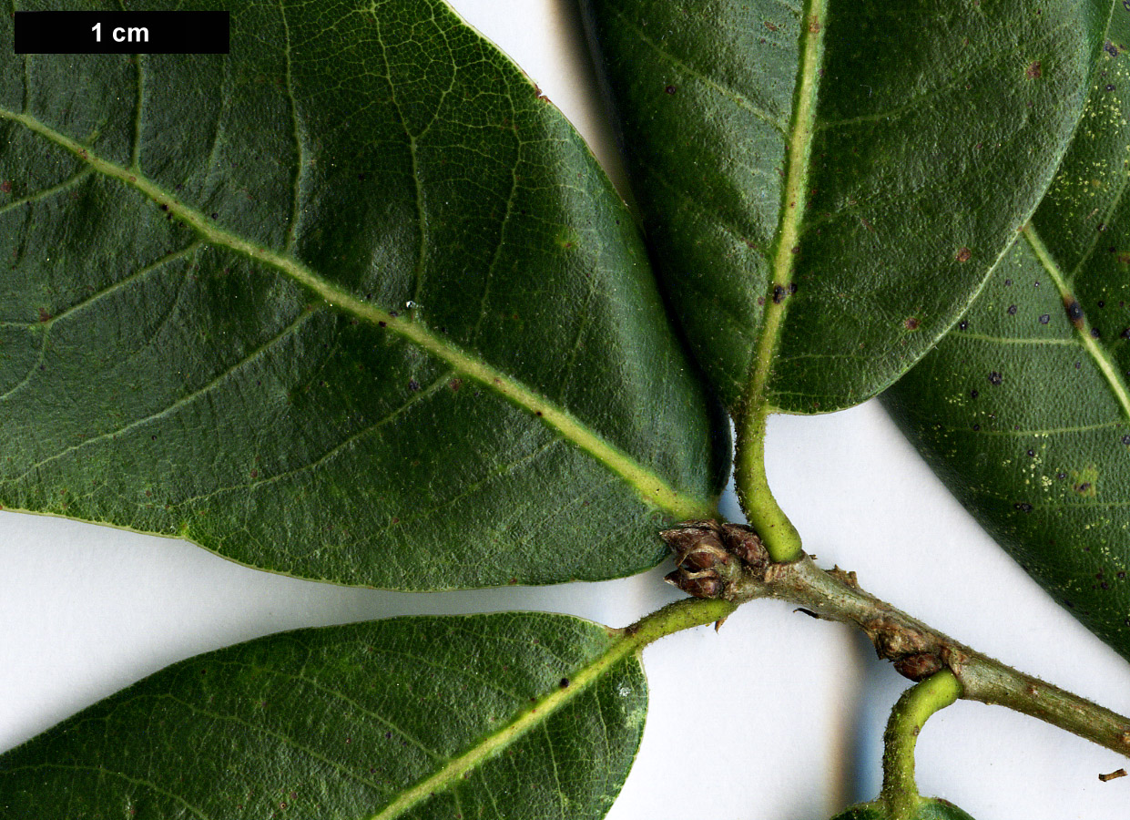 High resolution image: Family: Fagaceae - Genus: Quercus - Taxon: floribunda