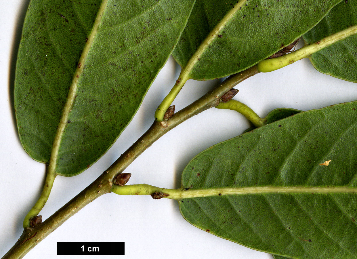 High resolution image: Family: Fagaceae - Genus: Quercus - Taxon: floribunda