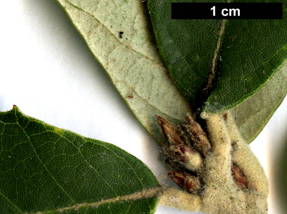High resolution image: Family: Fagaceae - Genus: Quercus - Taxon: franchetii
