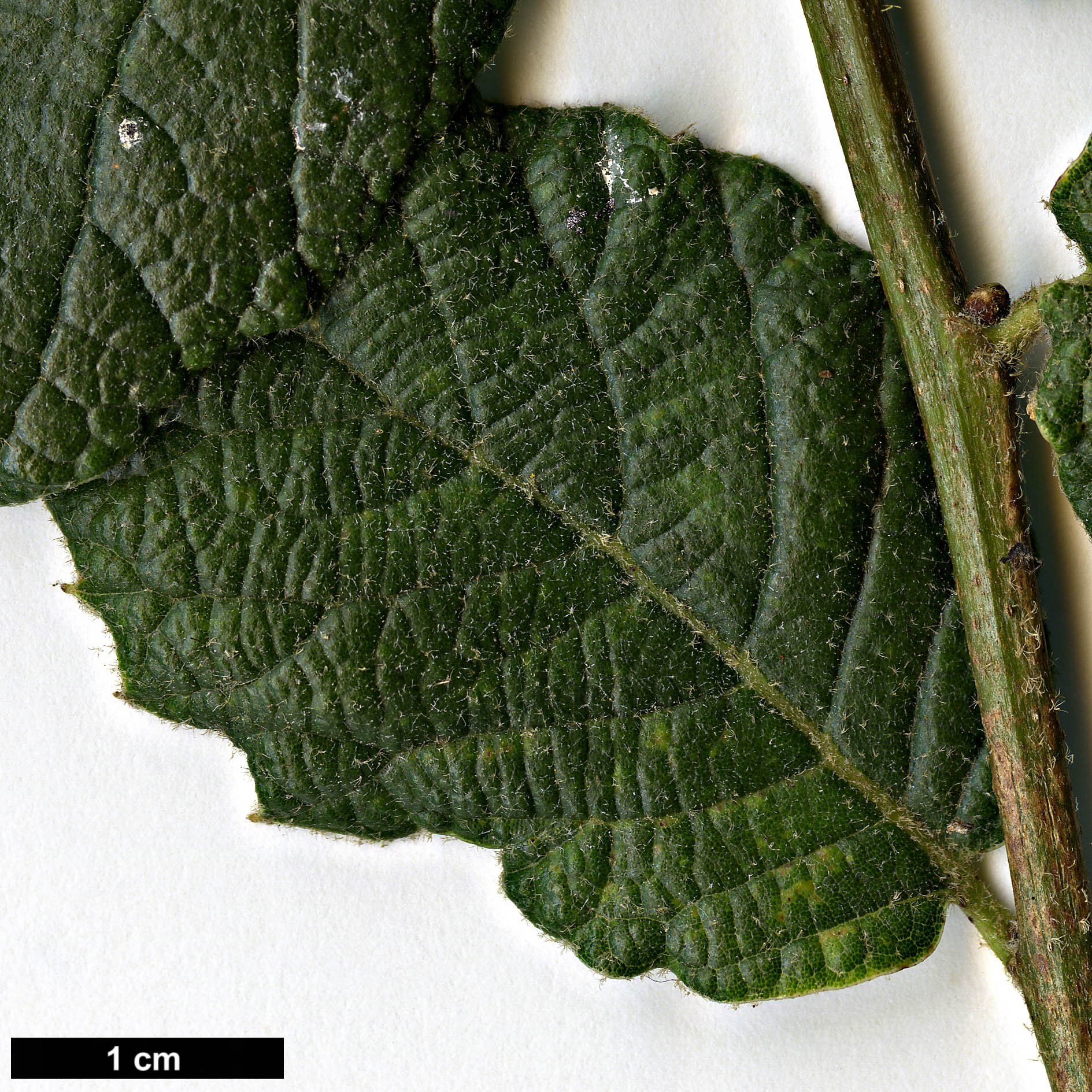 High resolution image: Family: Fagaceae - Genus: Quercus - Taxon: fulva