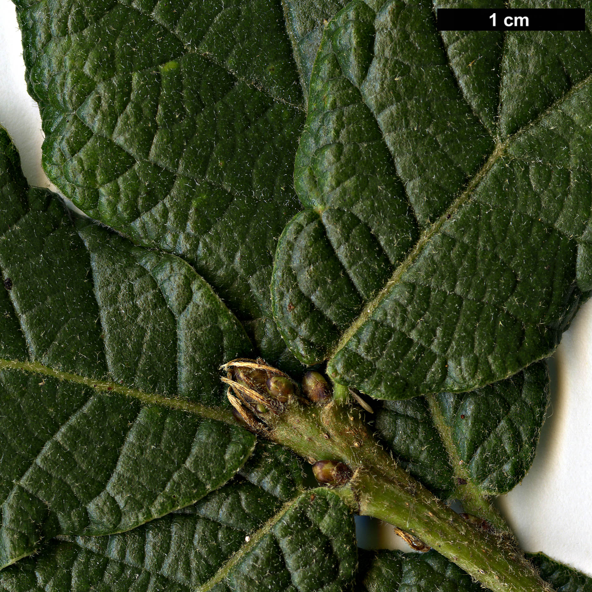 High resolution image: Family: Fagaceae - Genus: Quercus - Taxon: fulva