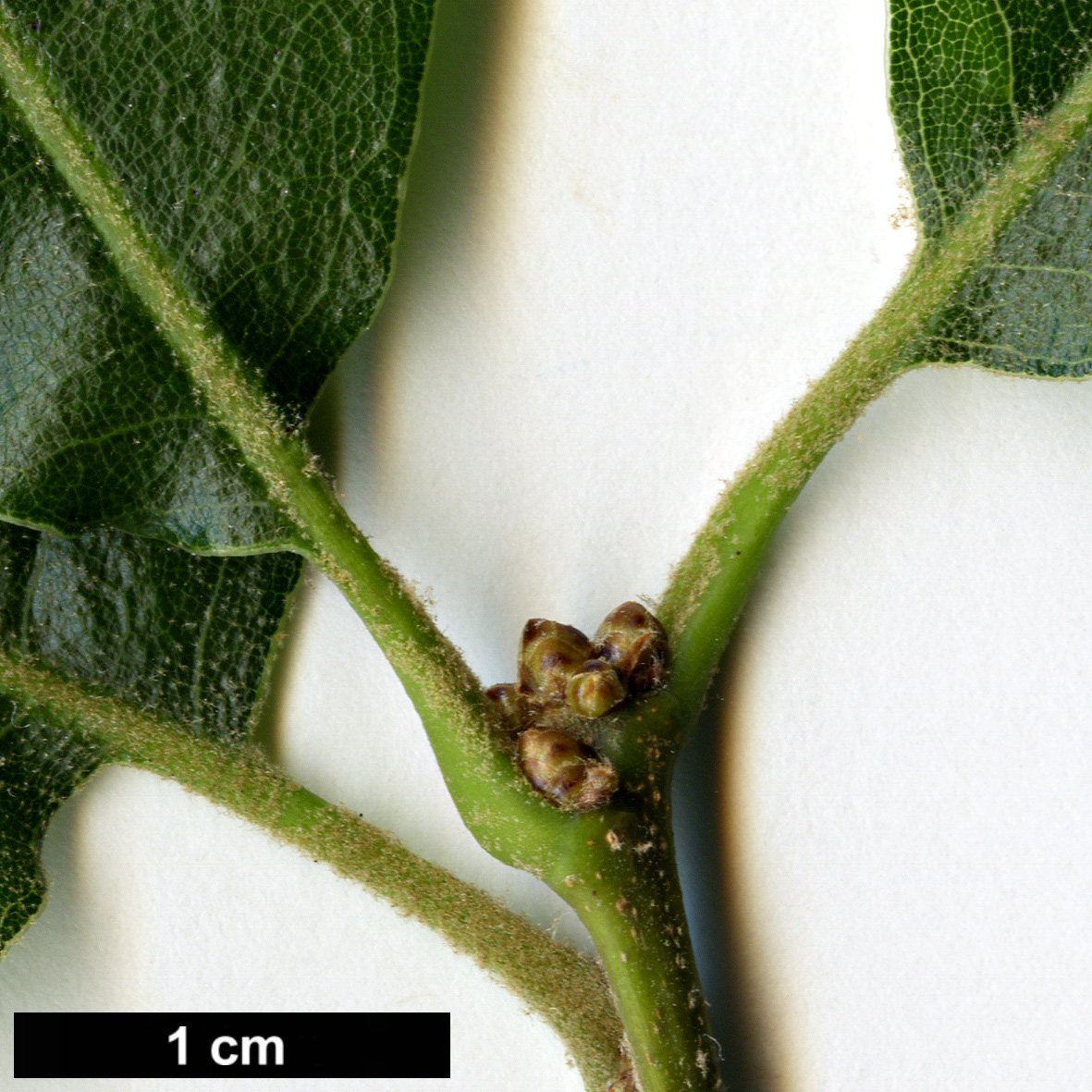 High resolution image: Family: Fagaceae - Genus: Quercus - Taxon: furfuracea