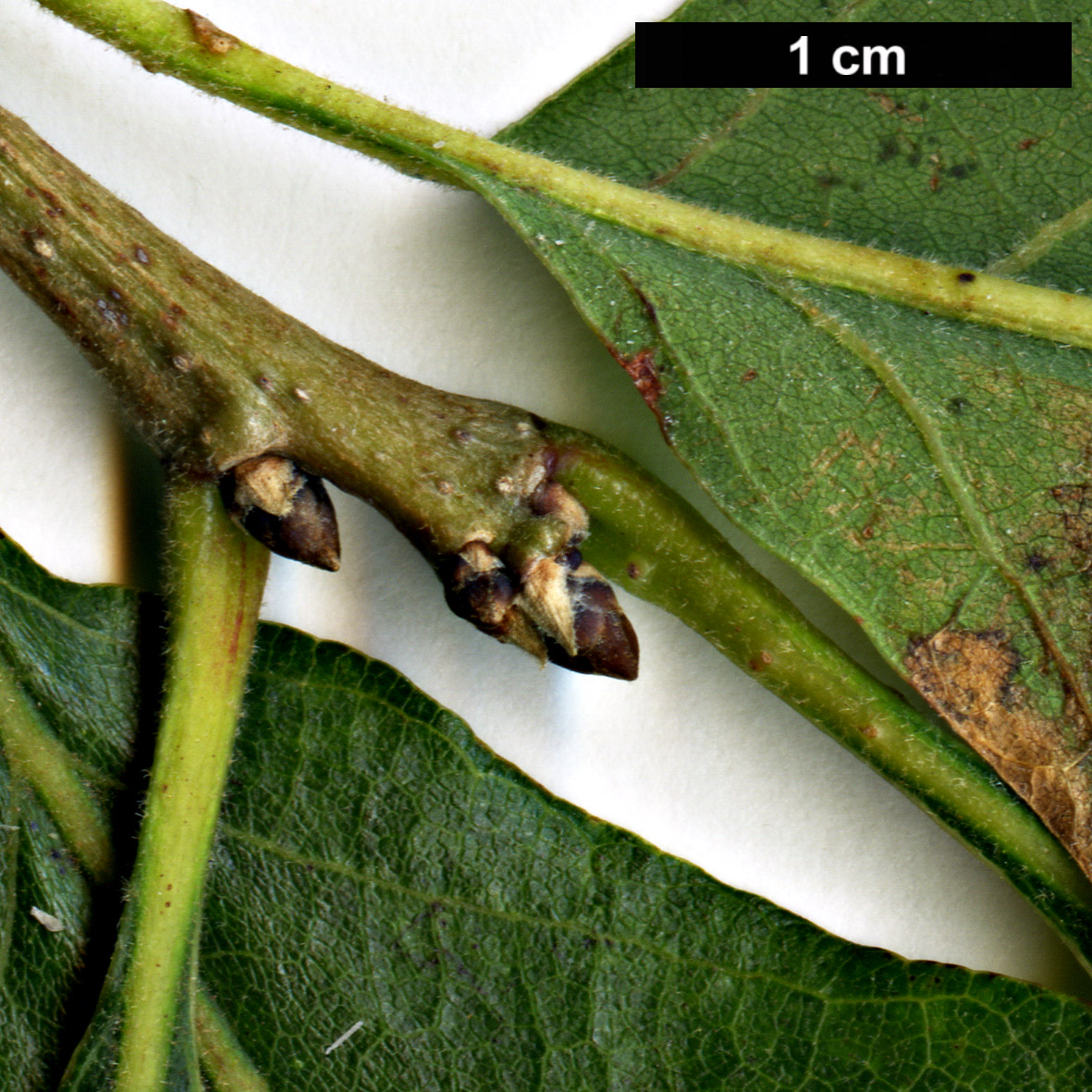 High resolution image: Family: Fagaceae - Genus: Quercus - Taxon: gambelii