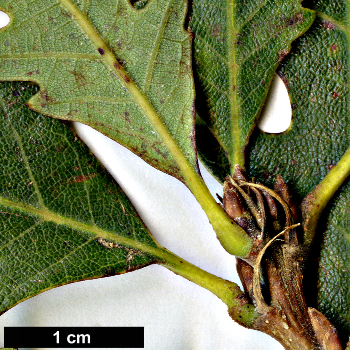 High resolution image: Family: Fagaceae - Genus: Quercus - Taxon: gambelii